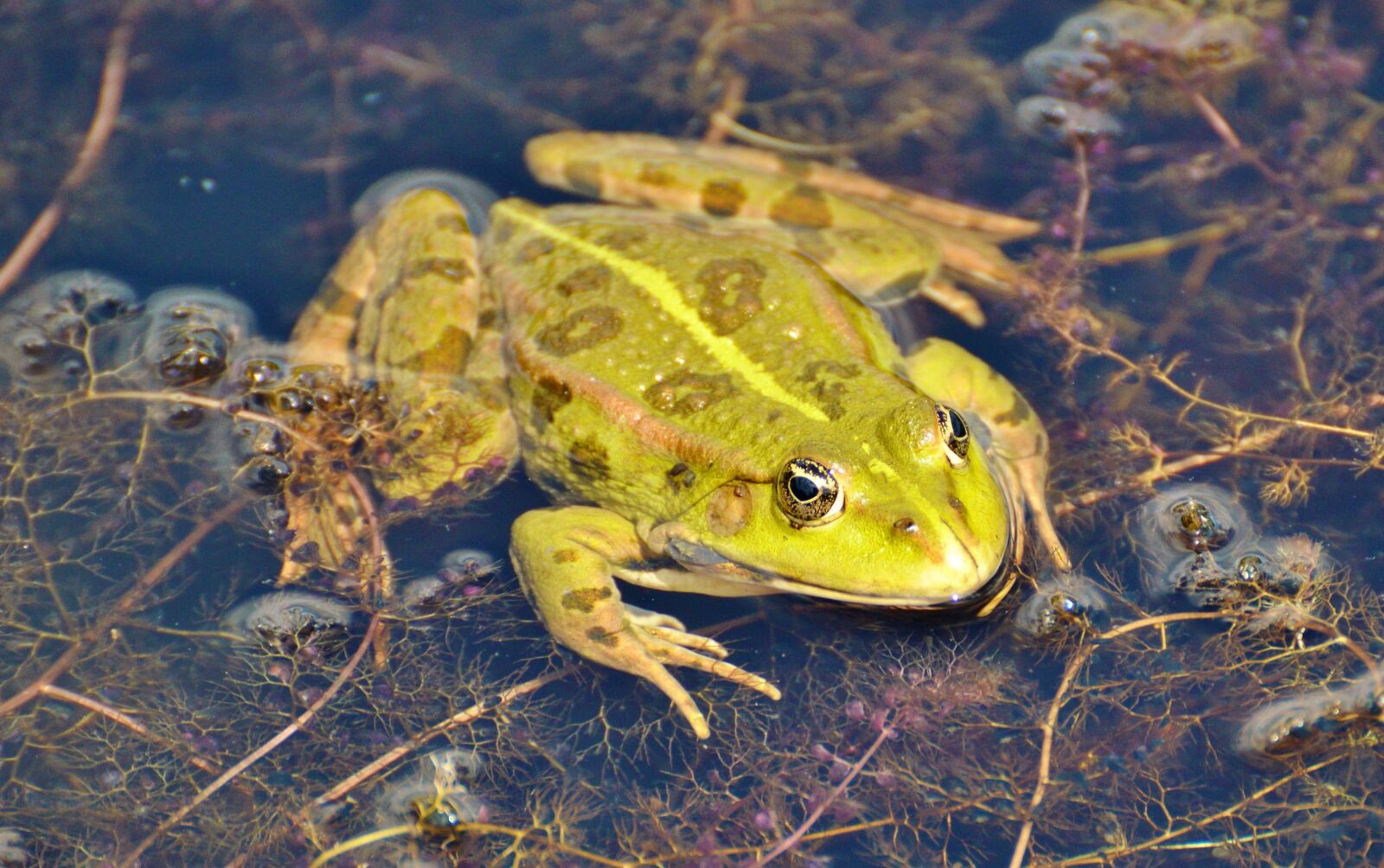Nikon D3200 sample photo. Frog, pond, garden pond photography