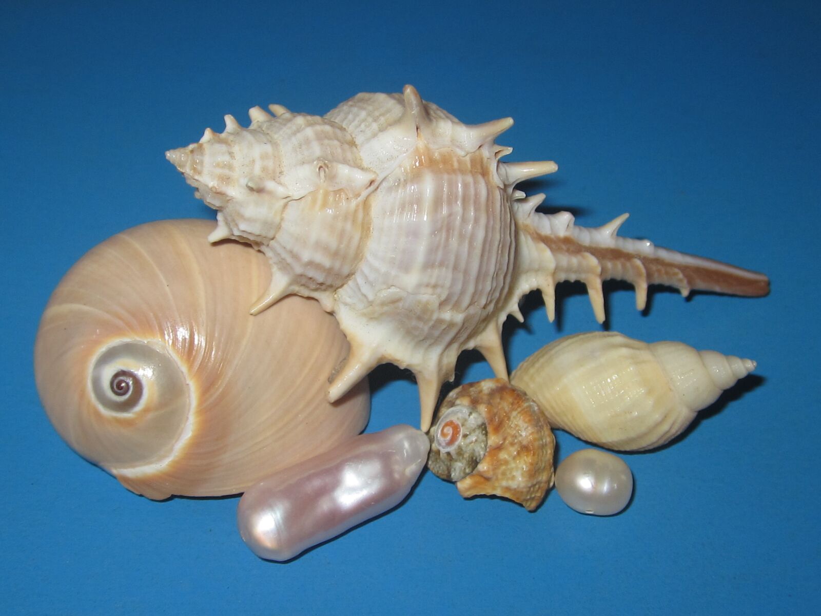 Canon IXUS 117 HS sample photo. Snails, sea shells, pearl photography