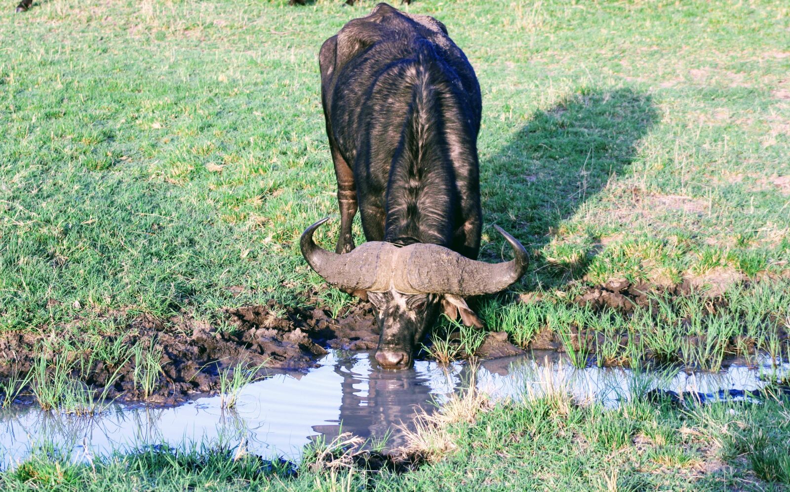 Canon EOS 1000D (EOS Digital Rebel XS / EOS Kiss F) sample photo. Nature, grass, water photography