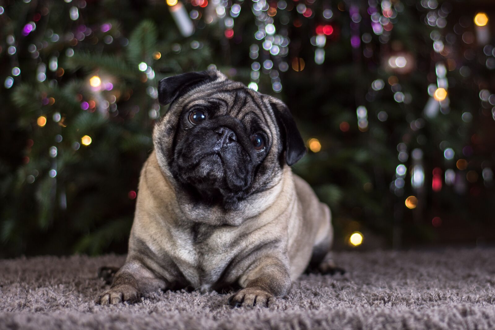 Nikon D7200 sample photo. Pug, dog, portrait photography