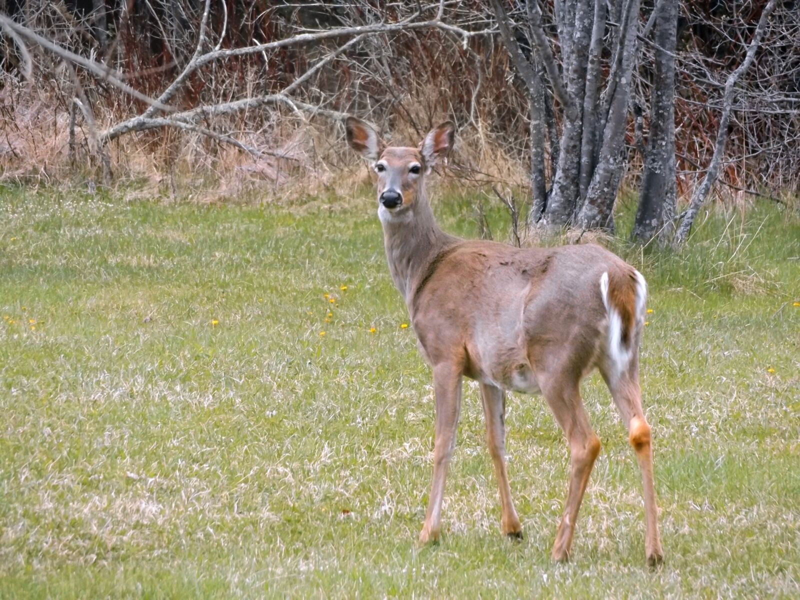 Fujifilm FinePix S8600 sample photo. Doe, wildlife, deer photography