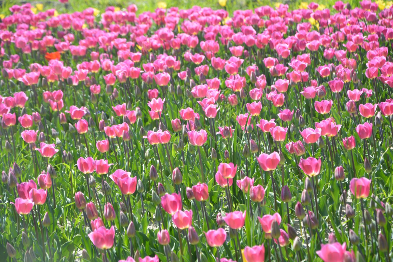 Nikon D5200 sample photo. Tulips, culture of tulips photography
