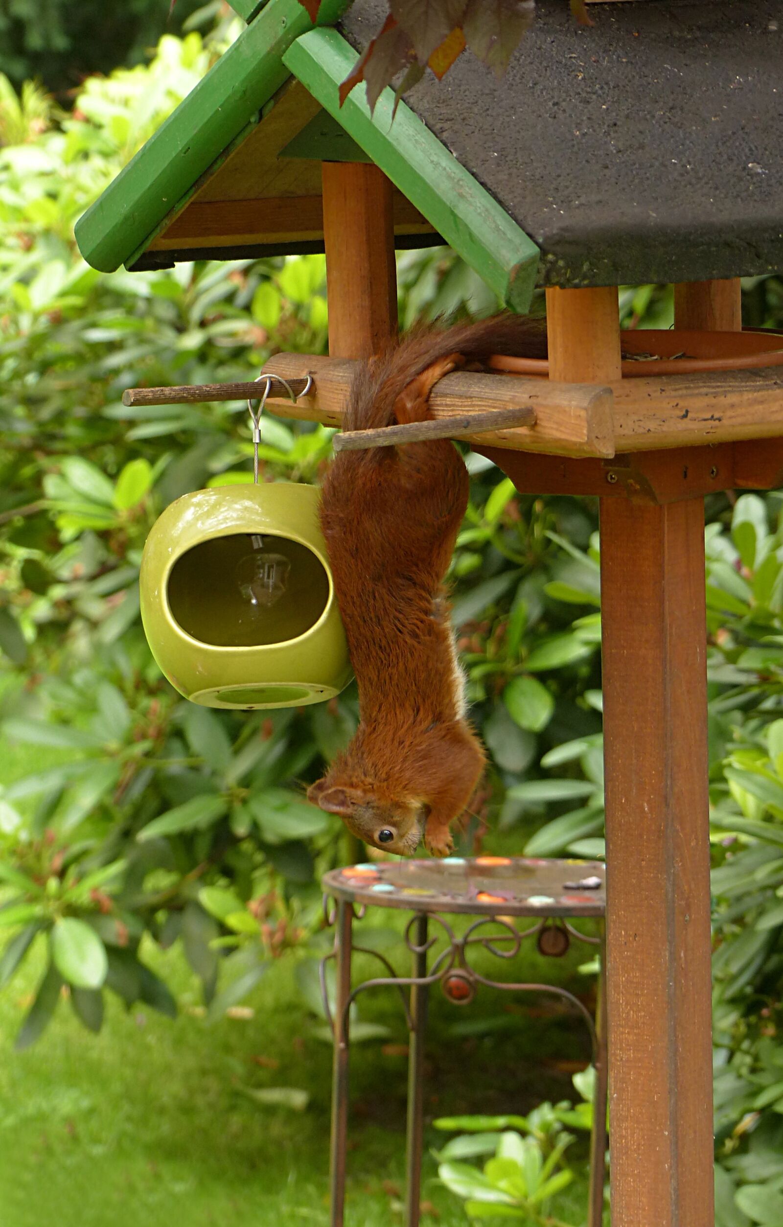 Panasonic Lumix DMC-FZ200 sample photo. Animal, mammal, squirrel photography
