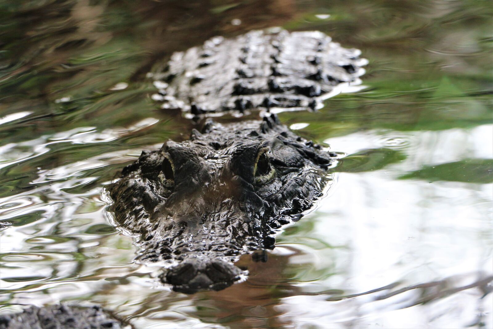 Canon EOS 700D (EOS Rebel T5i / EOS Kiss X7i) sample photo. Crocodile, reptile, water photography