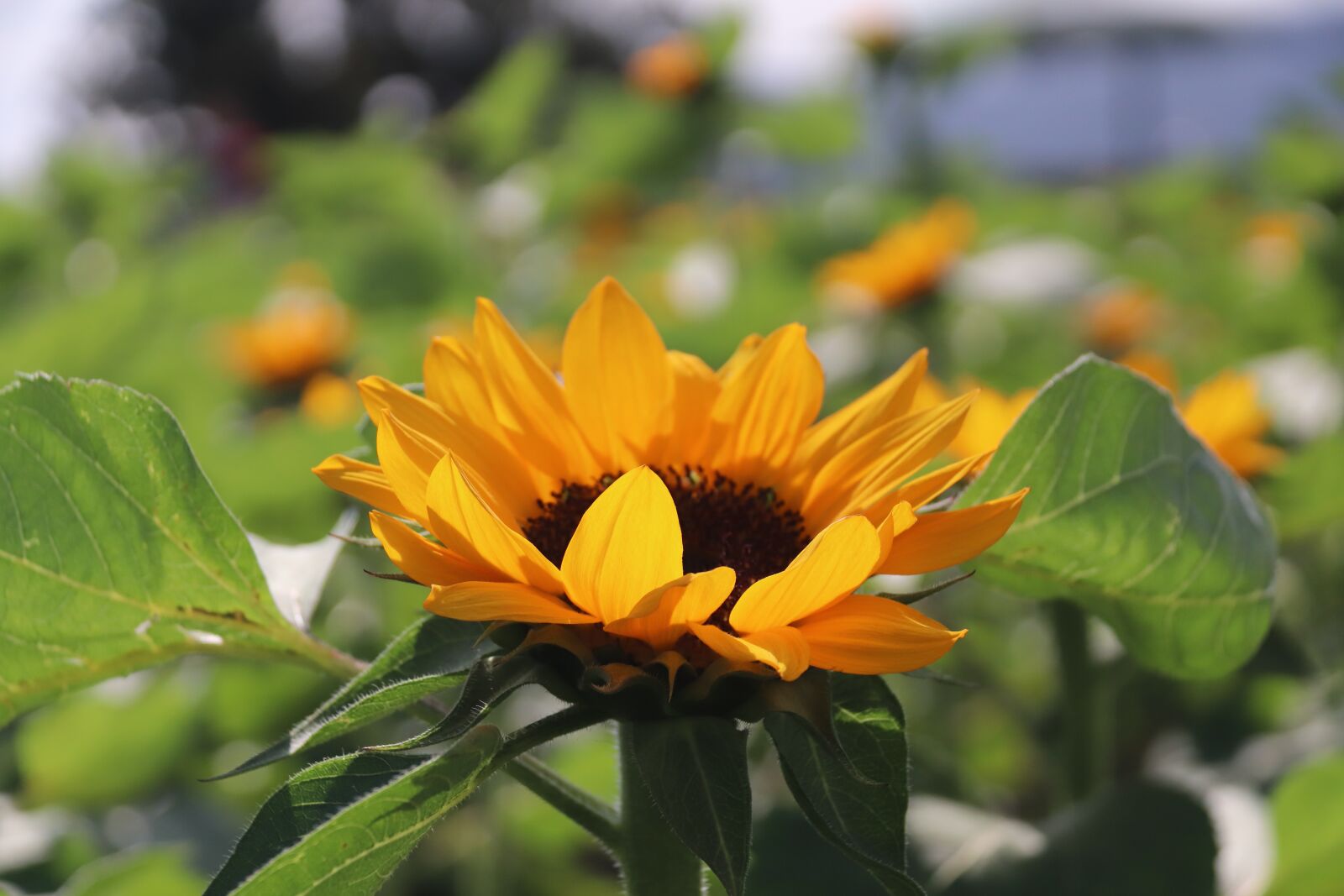 Canon EF-S 18-200mm F3.5-5.6 IS sample photo. Sunflower, sun flower, garden photography
