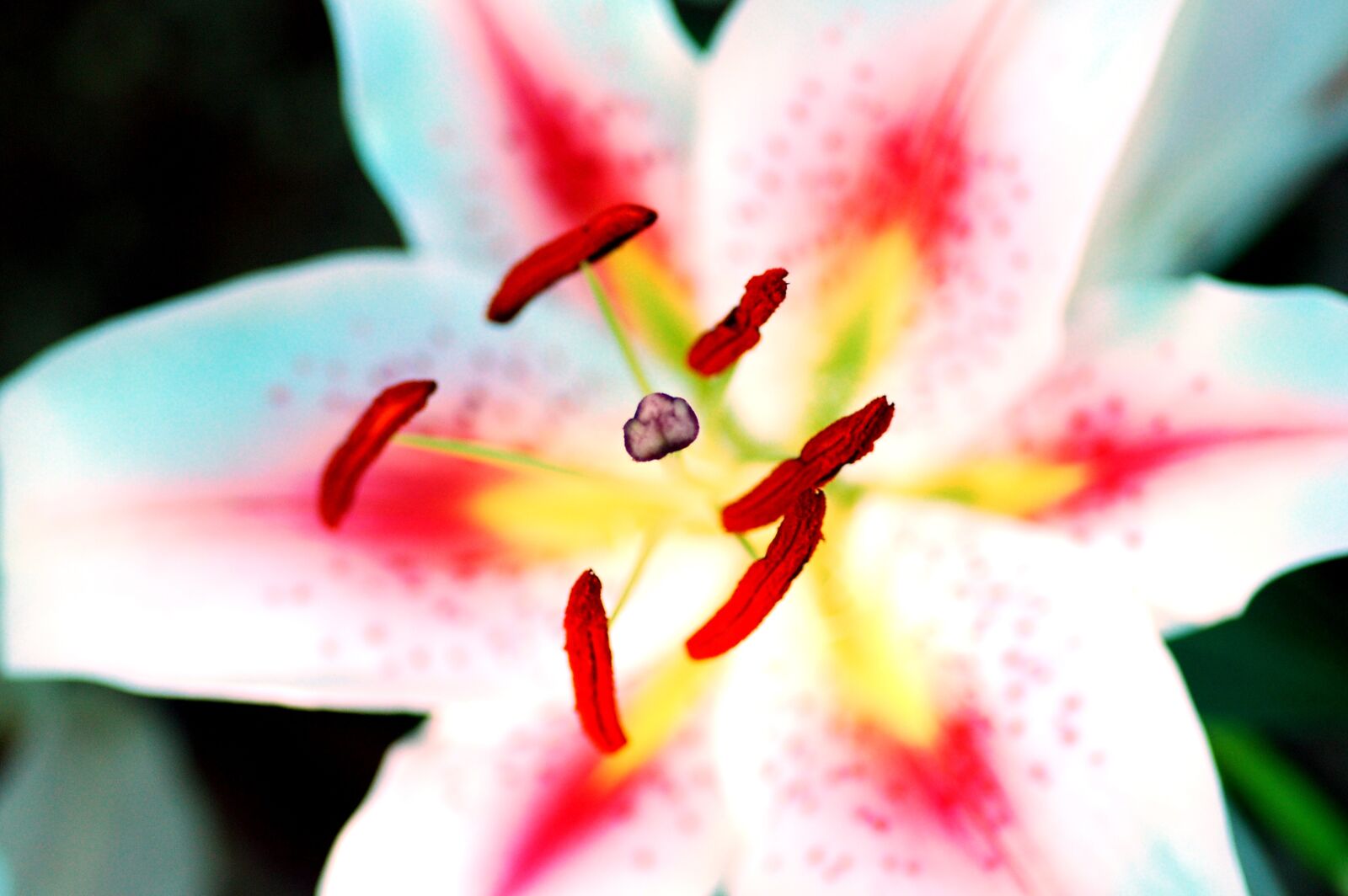 Nikon D80 sample photo. Pollen, flower, macro photography