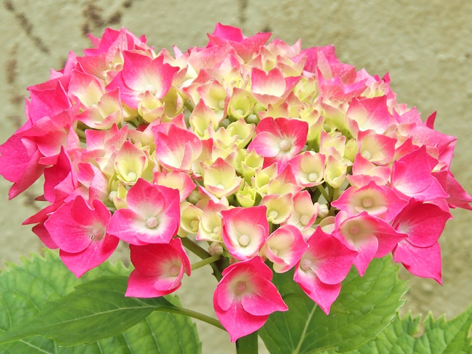 Olympus OM-D E-M5 sample photo. Hydrangea, pink, hydrangea bush photography