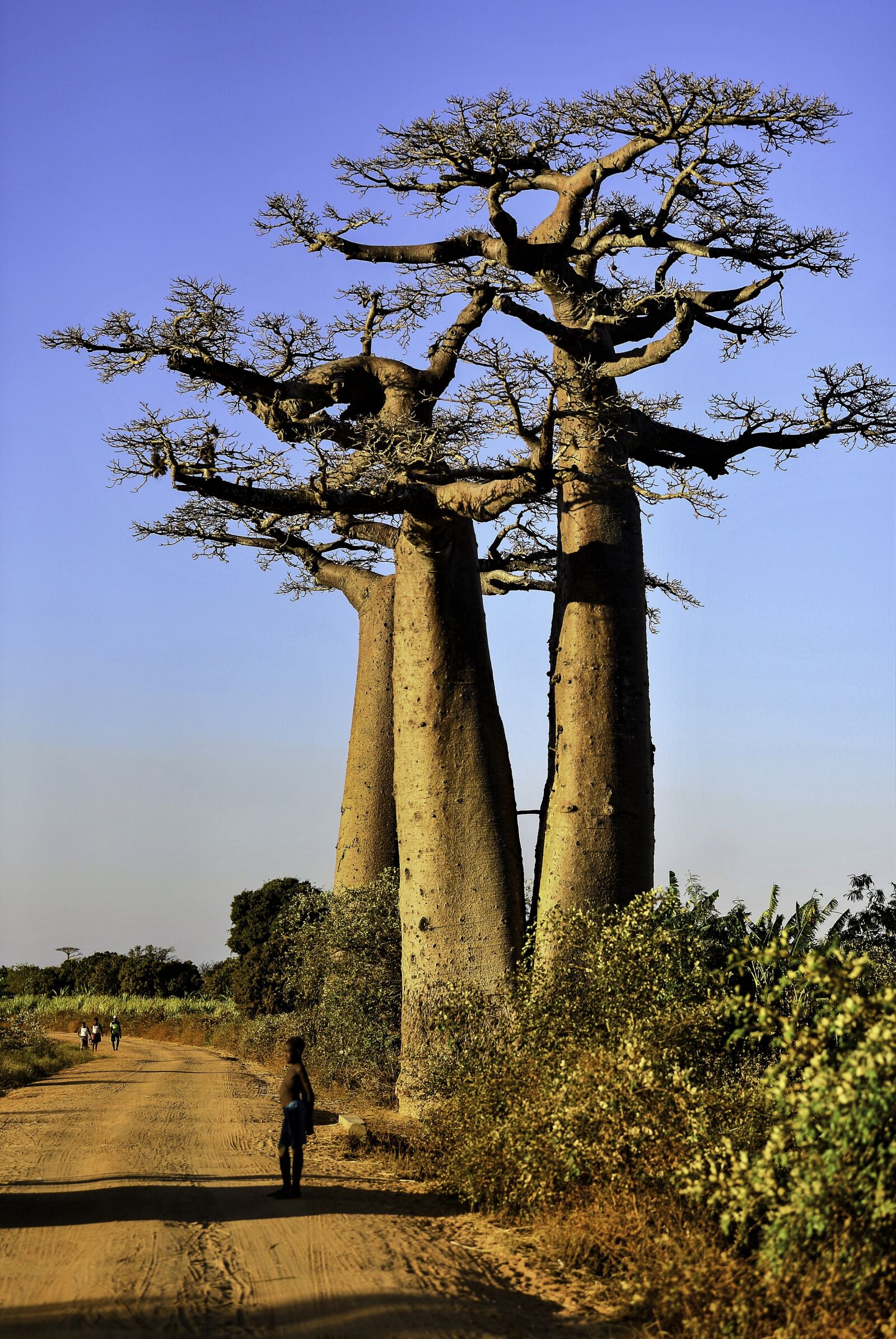 Nikon Df sample photo. Madagascar, morondava, africa photography