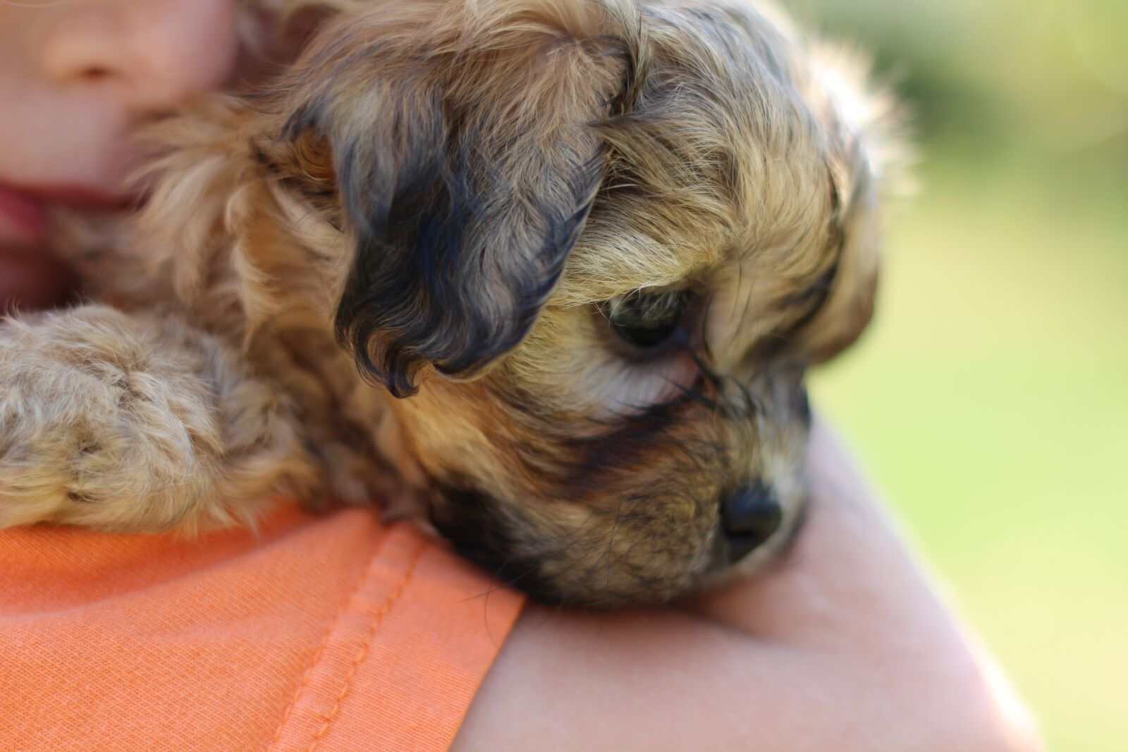 Canon EOS 650D (EOS Rebel T4i / EOS Kiss X6i) sample photo. Puppy, brown puppy, pet photography