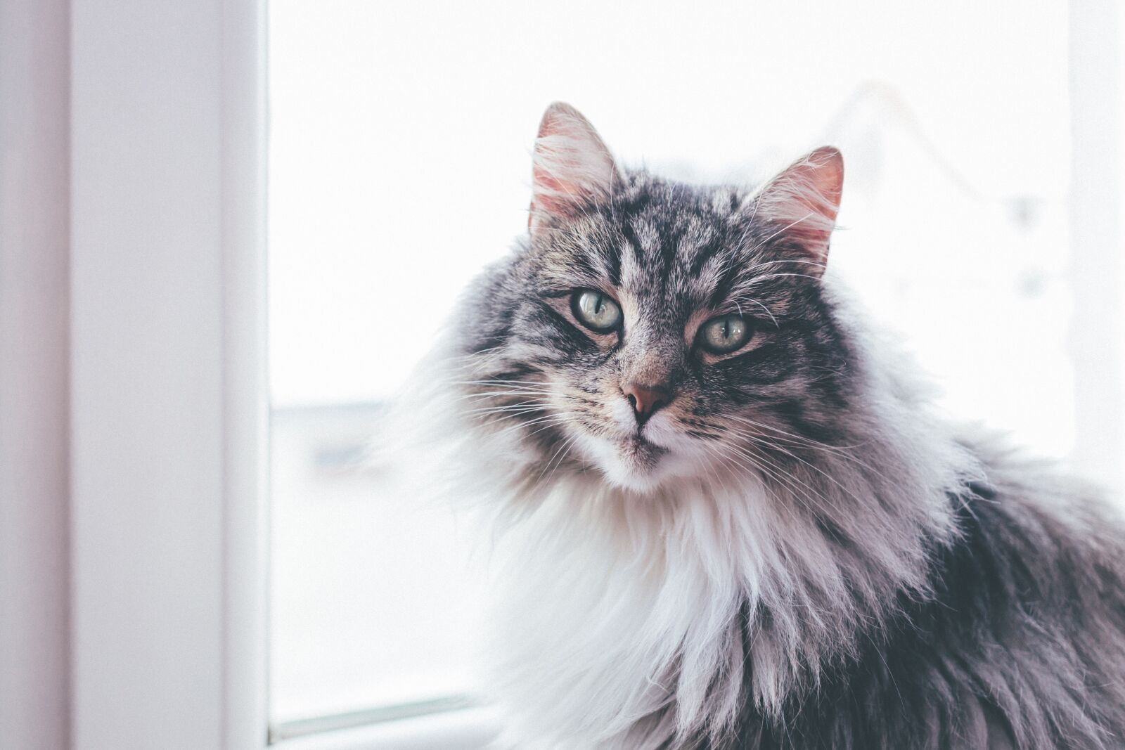 Canon EOS 6D + Canon EF 40mm F2.8 STM sample photo. Cat, animal, pet photography