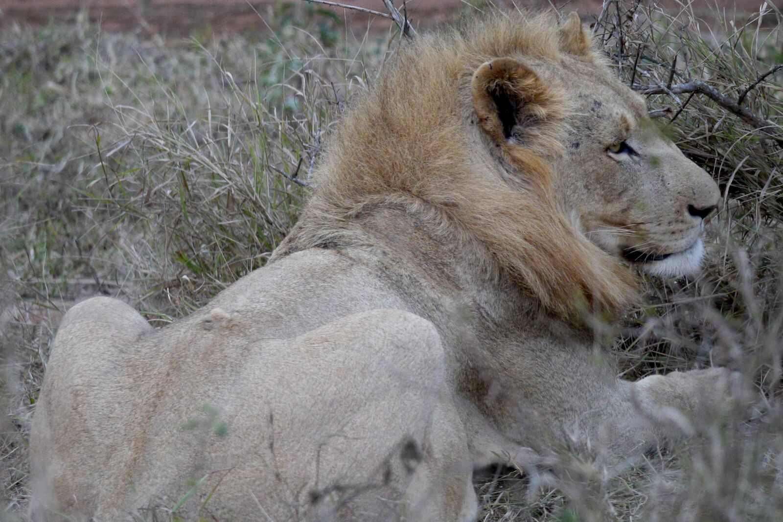 Panasonic Lumix DMC-GH3 sample photo. Lion, wild animal, male photography