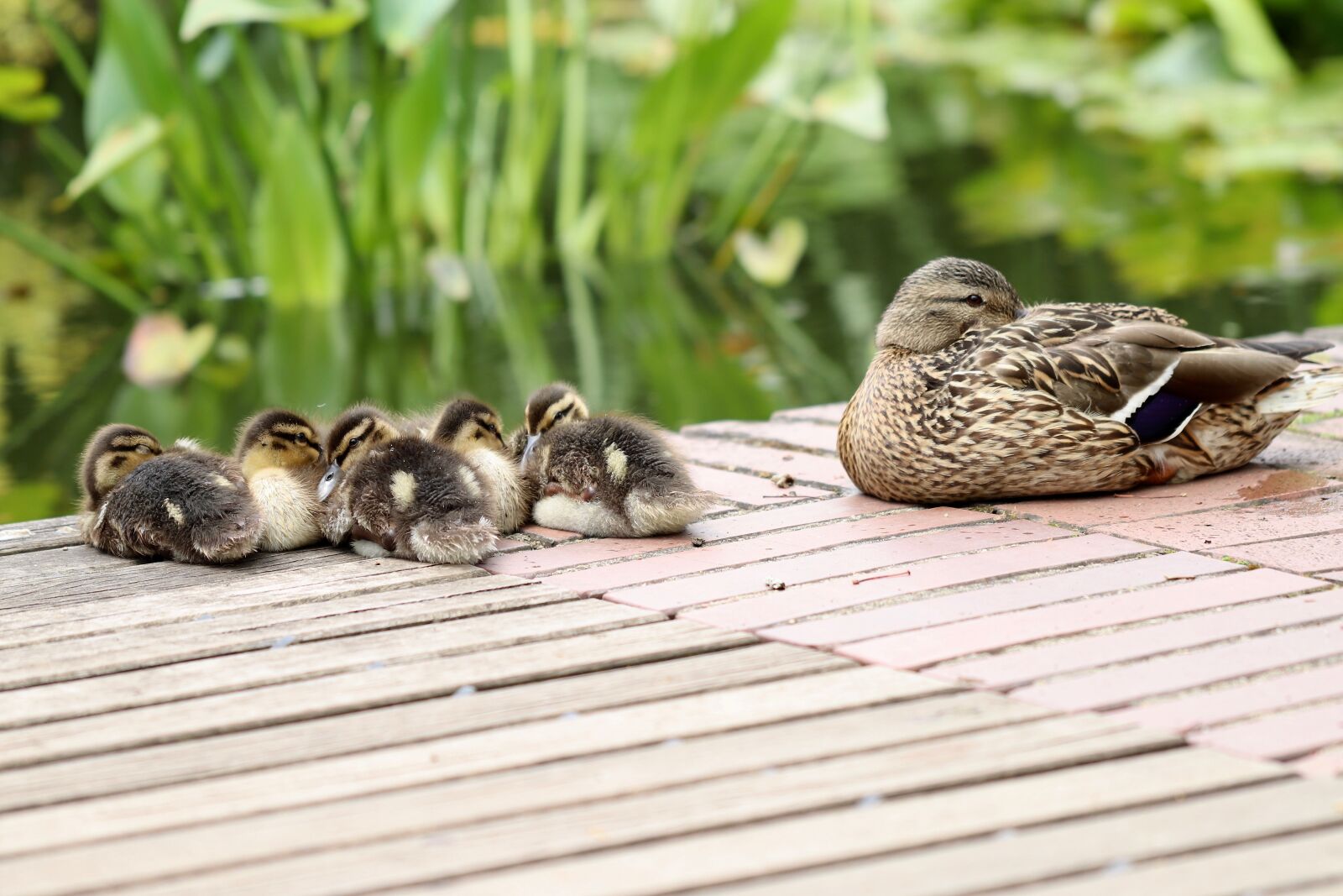 Canon EOS 800D (EOS Rebel T7i / EOS Kiss X9i) sample photo. Chicks, mallards, ducks photography