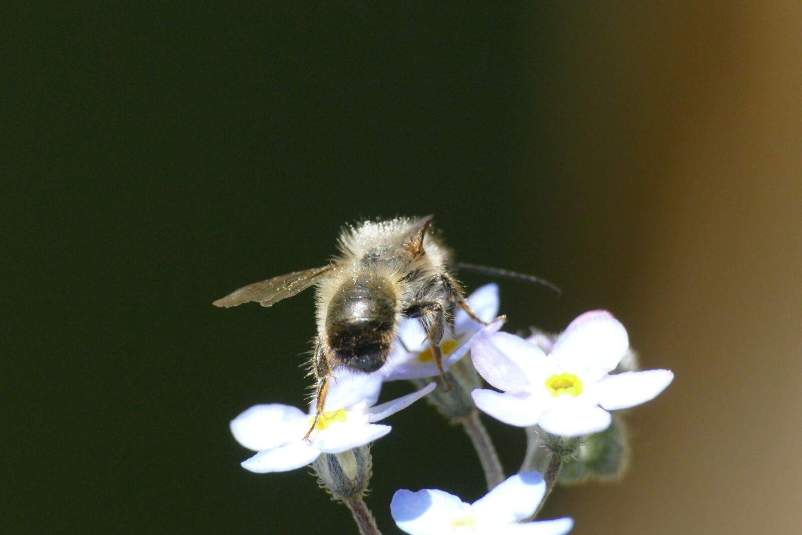 Panasonic Lumix DMC-FZ1000 sample photo. Bee, macro, insect photography
