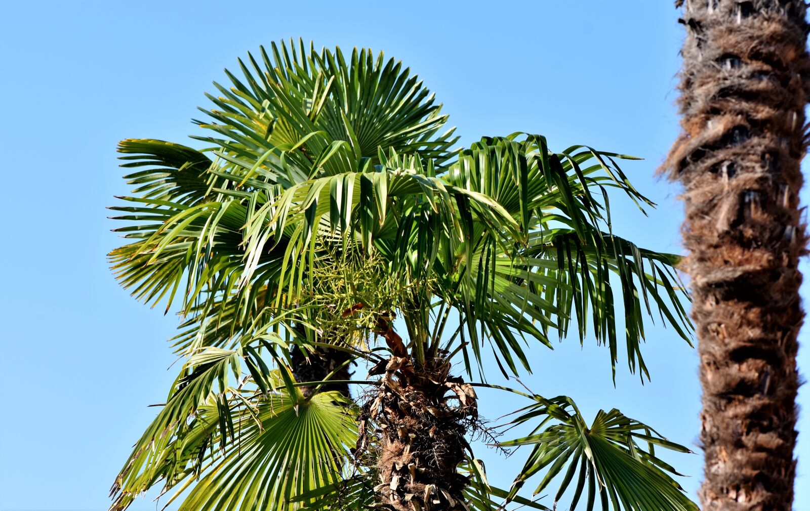 Nikon D7200 sample photo. Palm, palm leaves, leaves photography