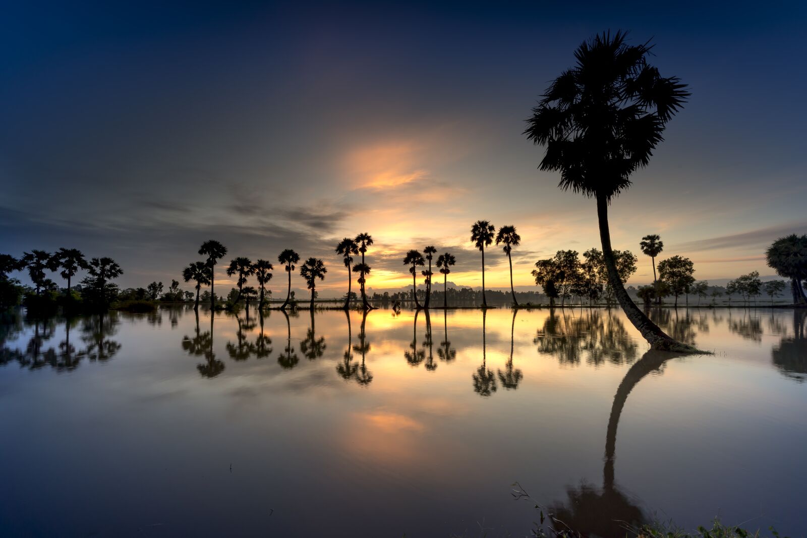 Sony FE 12-24mm F4 G sample photo. Scenery, palm, tree photography