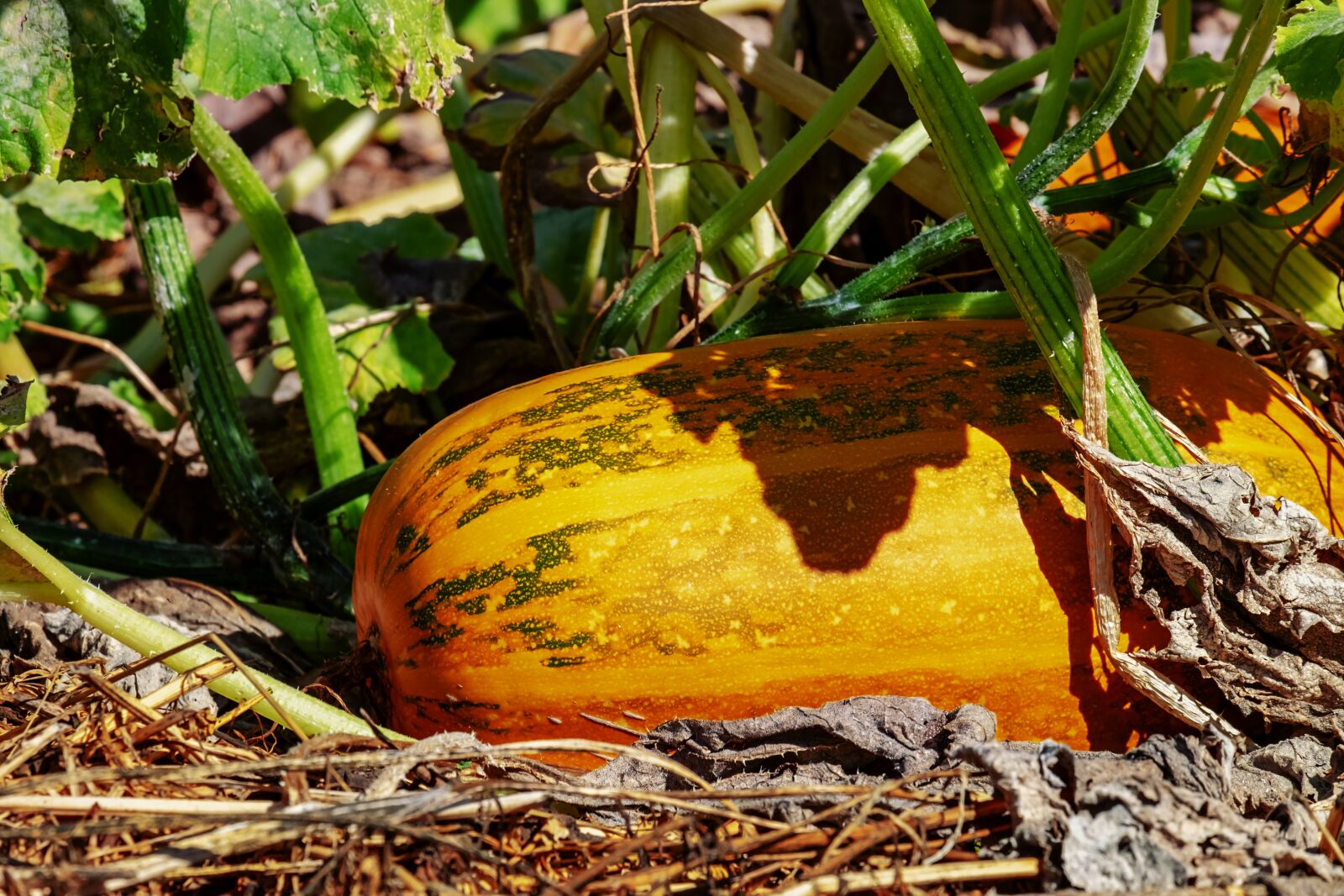 Fujifilm XF 55-200mm F3.5-4.8 R LM OIS sample photo. Oil pumpkin, pumpkin, fruit photography