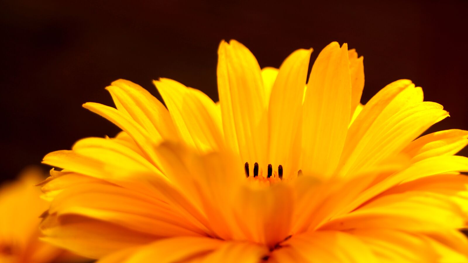 Sony a6400 sample photo. Flower, yellow, mädchenauge photography