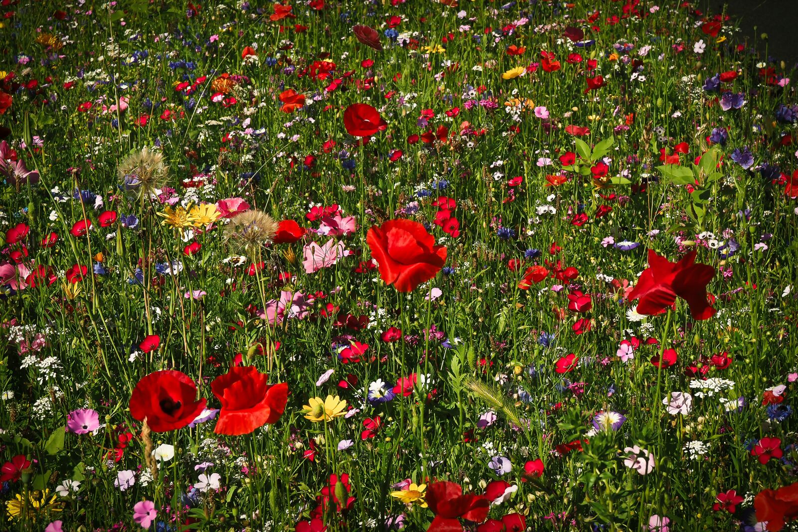 Olympus OM-D E-M10 sample photo. Flower meadow, wild flowers photography