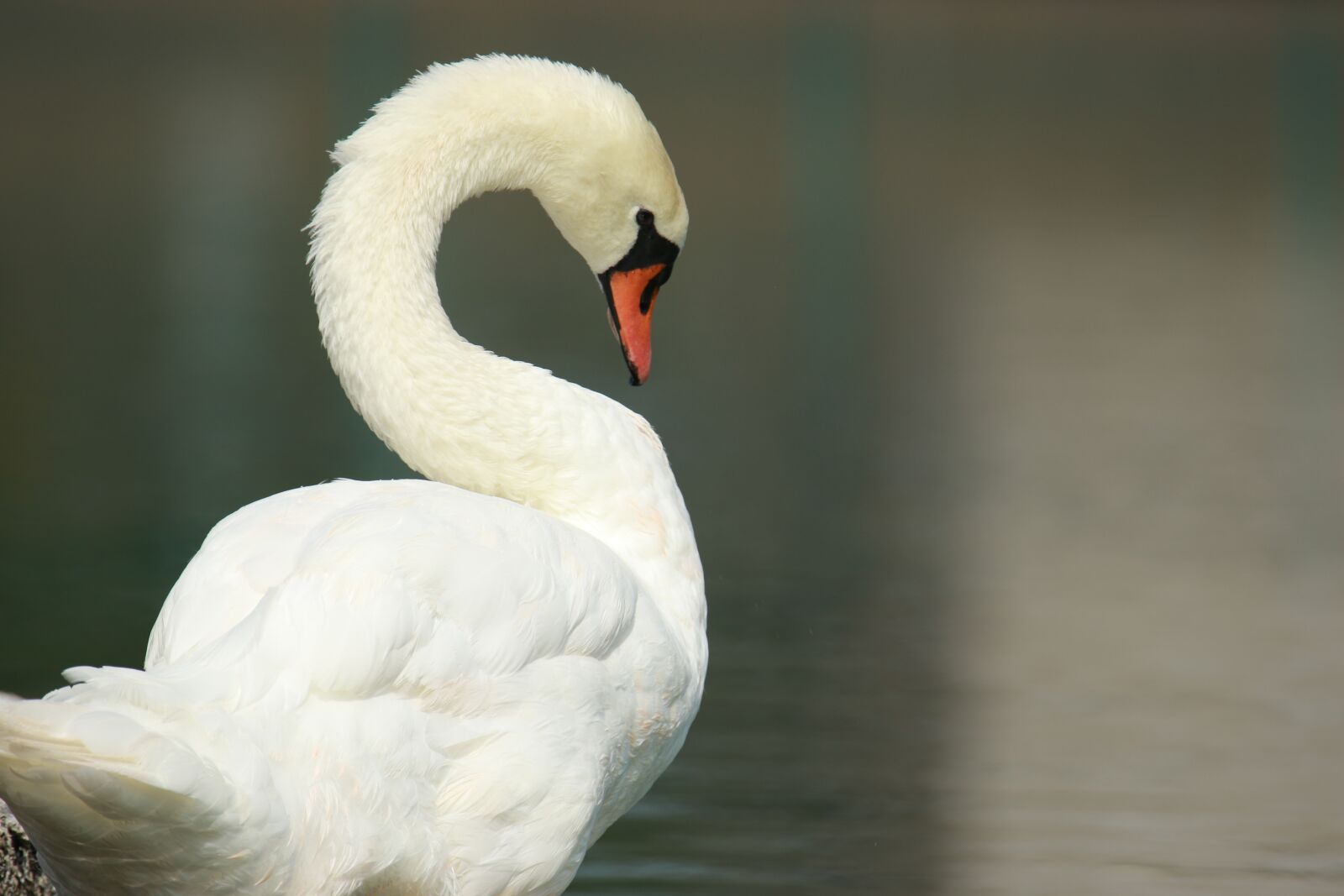 Canon EOS 7D Mark II sample photo. Bird, swan, nature photography