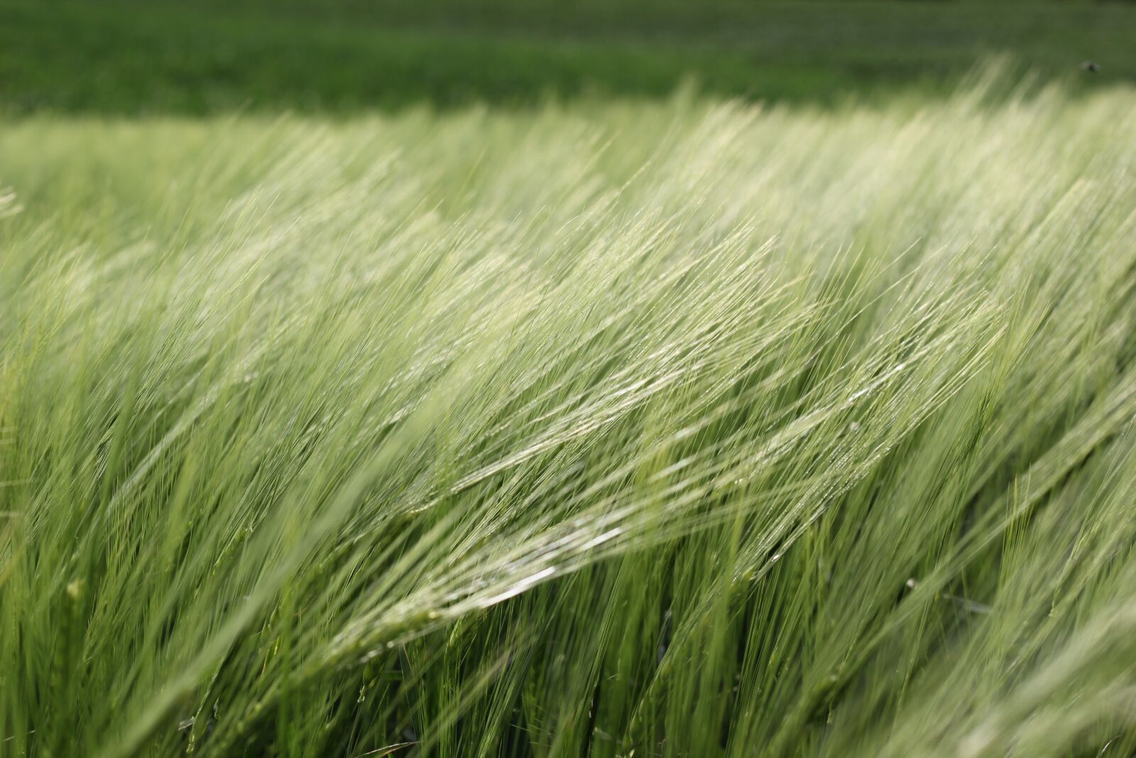Canon EOS 550D (EOS Rebel T2i / EOS Kiss X4) sample photo. Barley in the wind photography