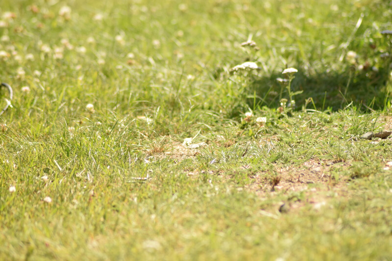 Nikon D3300 sample photo. Grass, summer, sun photography