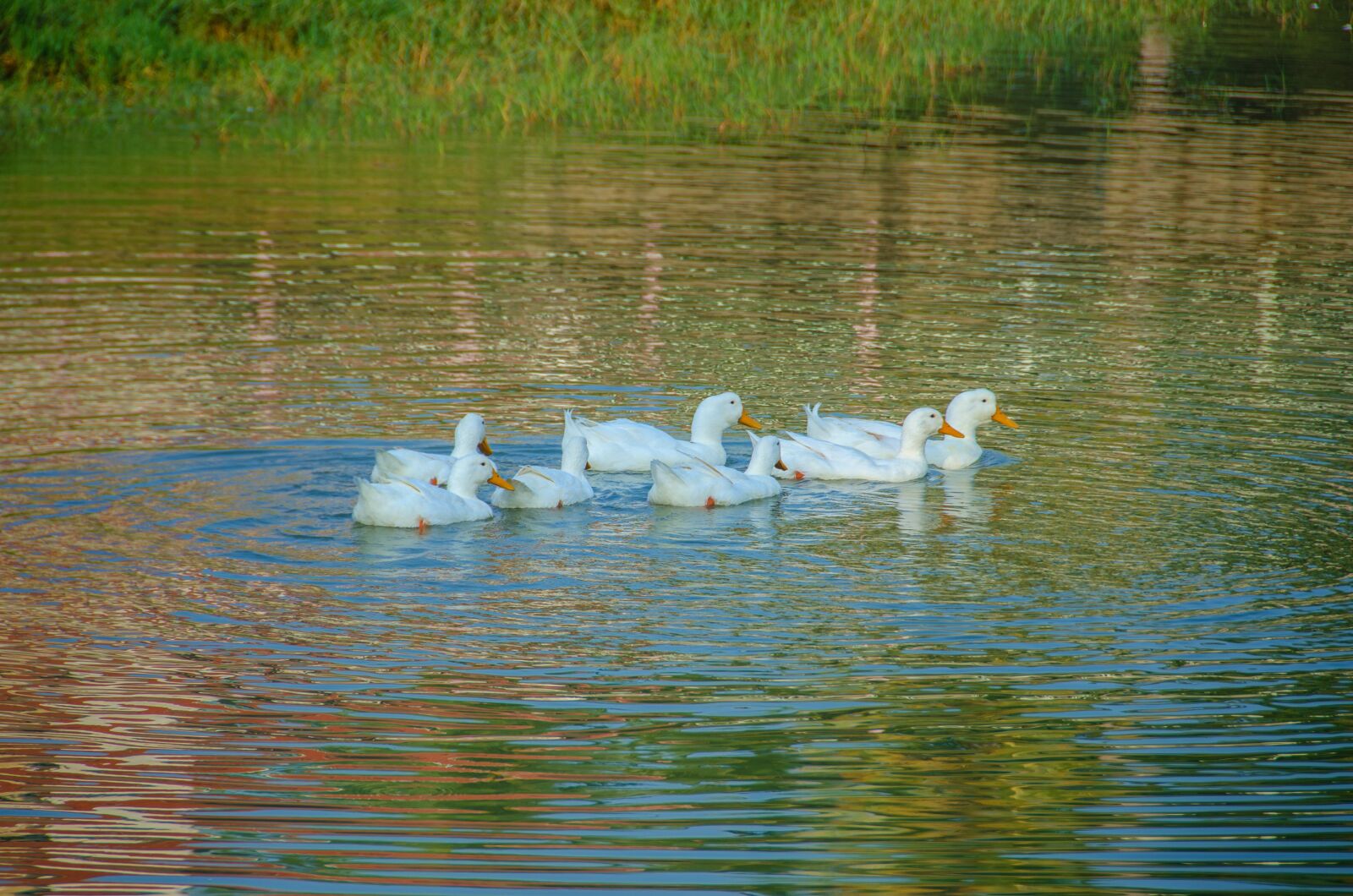 Nikon D7000 sample photo. Duck, goose, wate photography