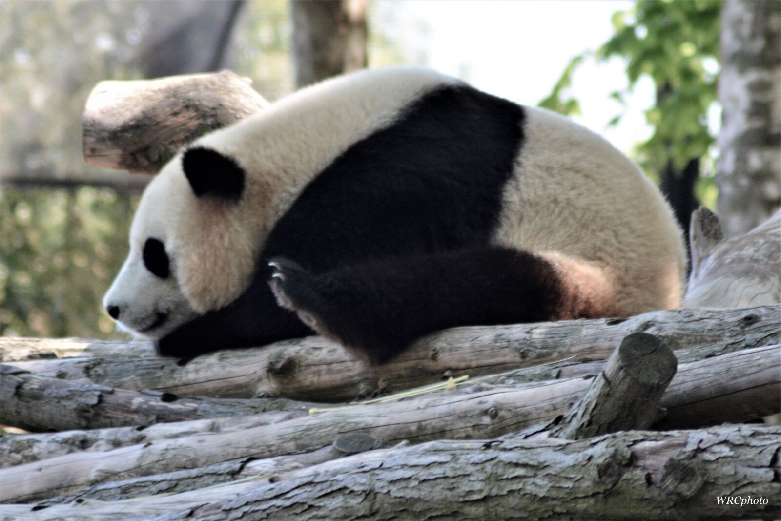 Nikon D5200 sample photo. Panda, giant, ursidé photography