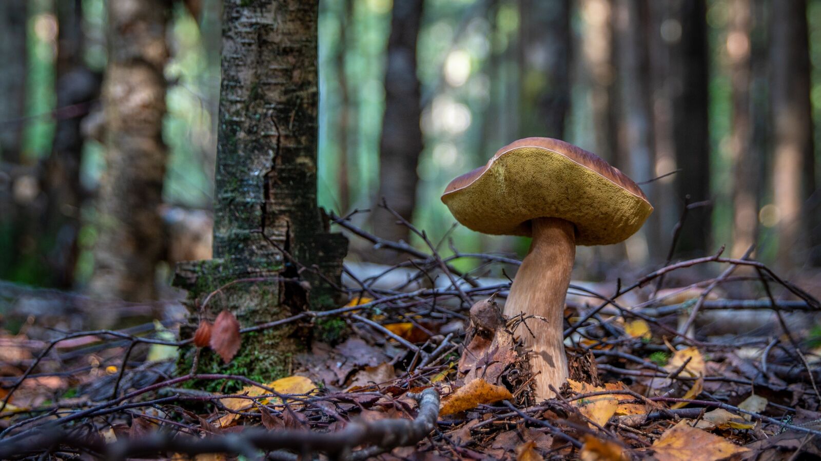 Sony a7R II + Canon EF 24-70mm F2.8L II USM sample photo. Mushroom, forest, white real photography