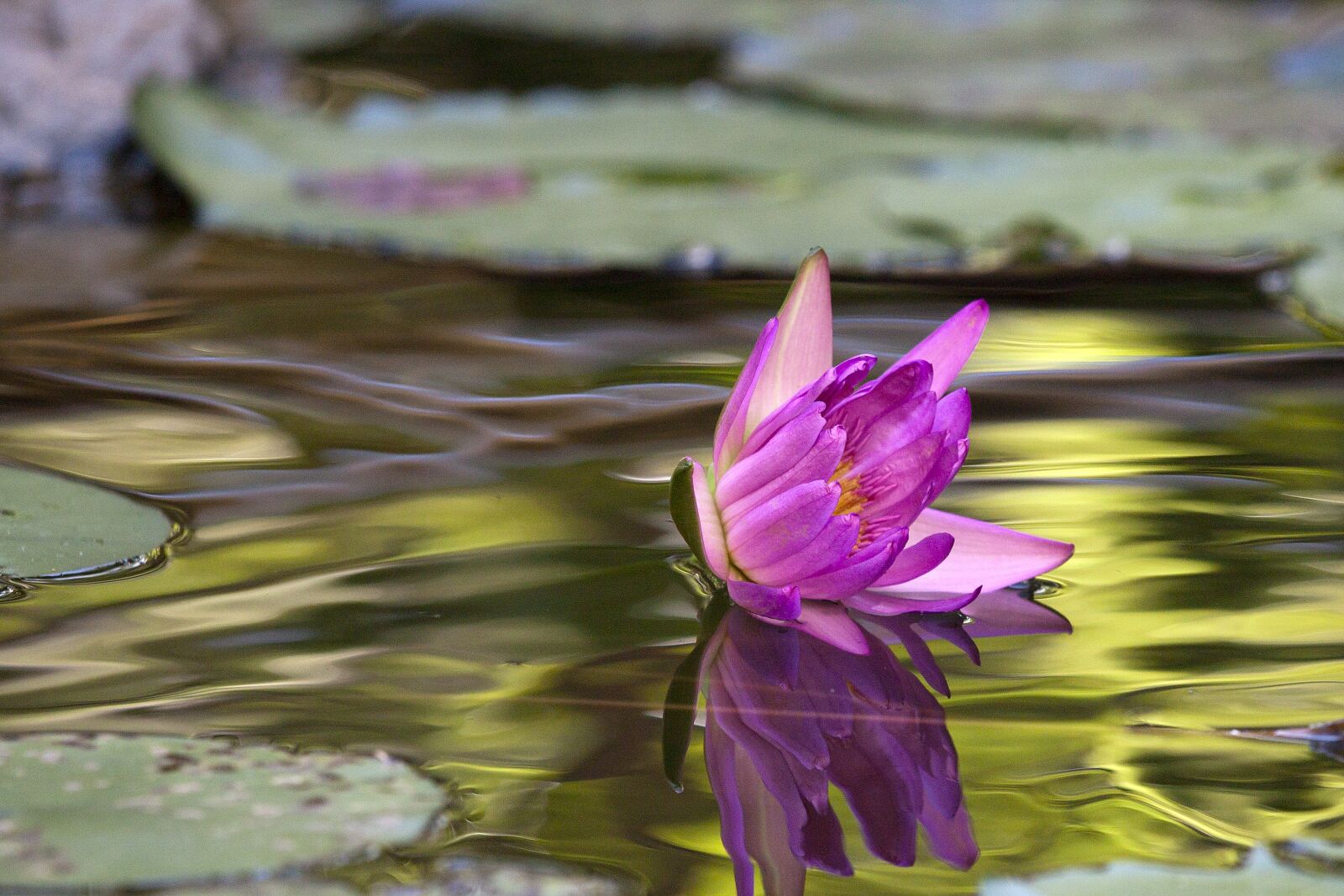 Canon EOS 500D (EOS Rebel T1i / EOS Kiss X3) sample photo. Flower, lotus, summer photography