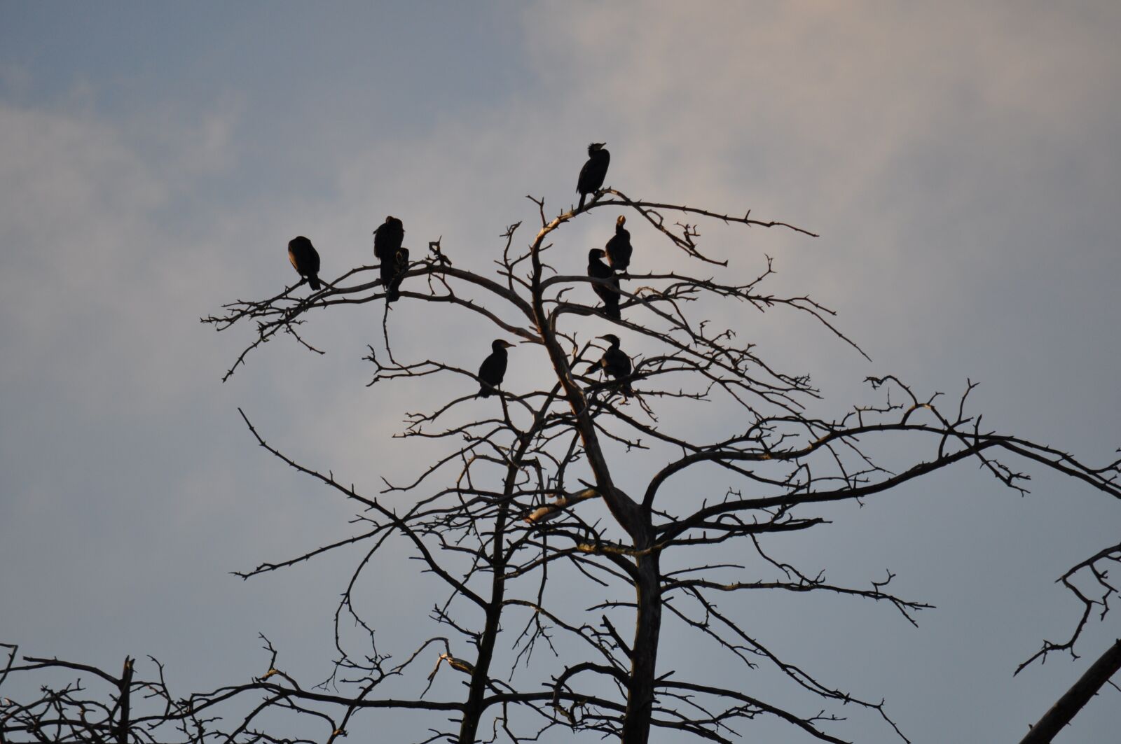 Nikon D90 sample photo. Birds, tree, sky photography