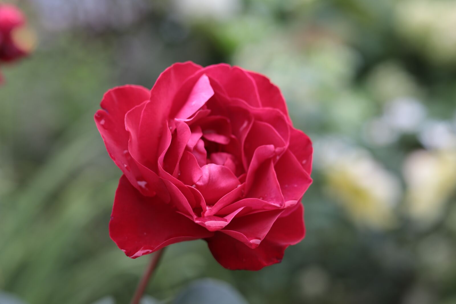 Canon EOS 6D Mark II sample photo. Rose, rosa, bloom photography