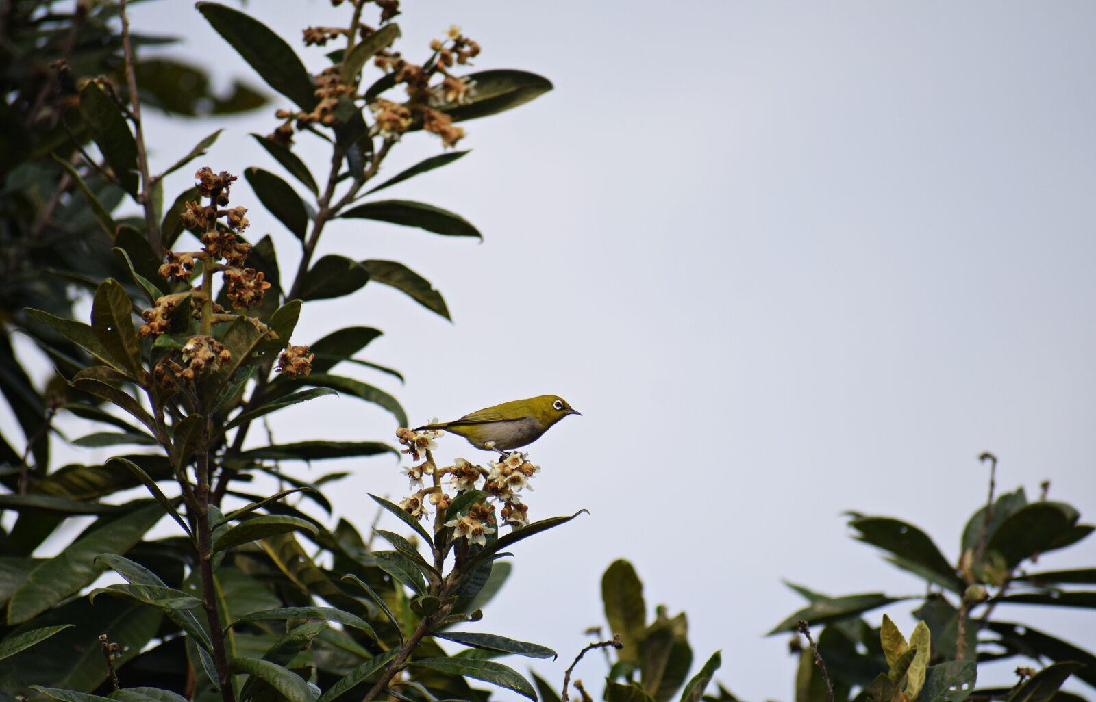 Nikon D3300 sample photo. Tiny bird, nature, hummingbird photography