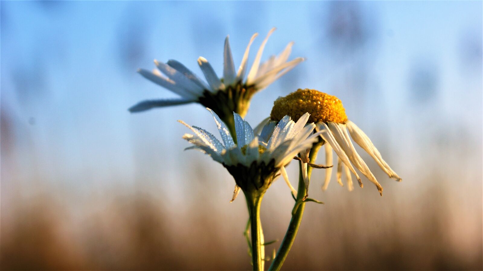 Sony Alpha DSLR-A350 sample photo. Nature, flowers, spring photography