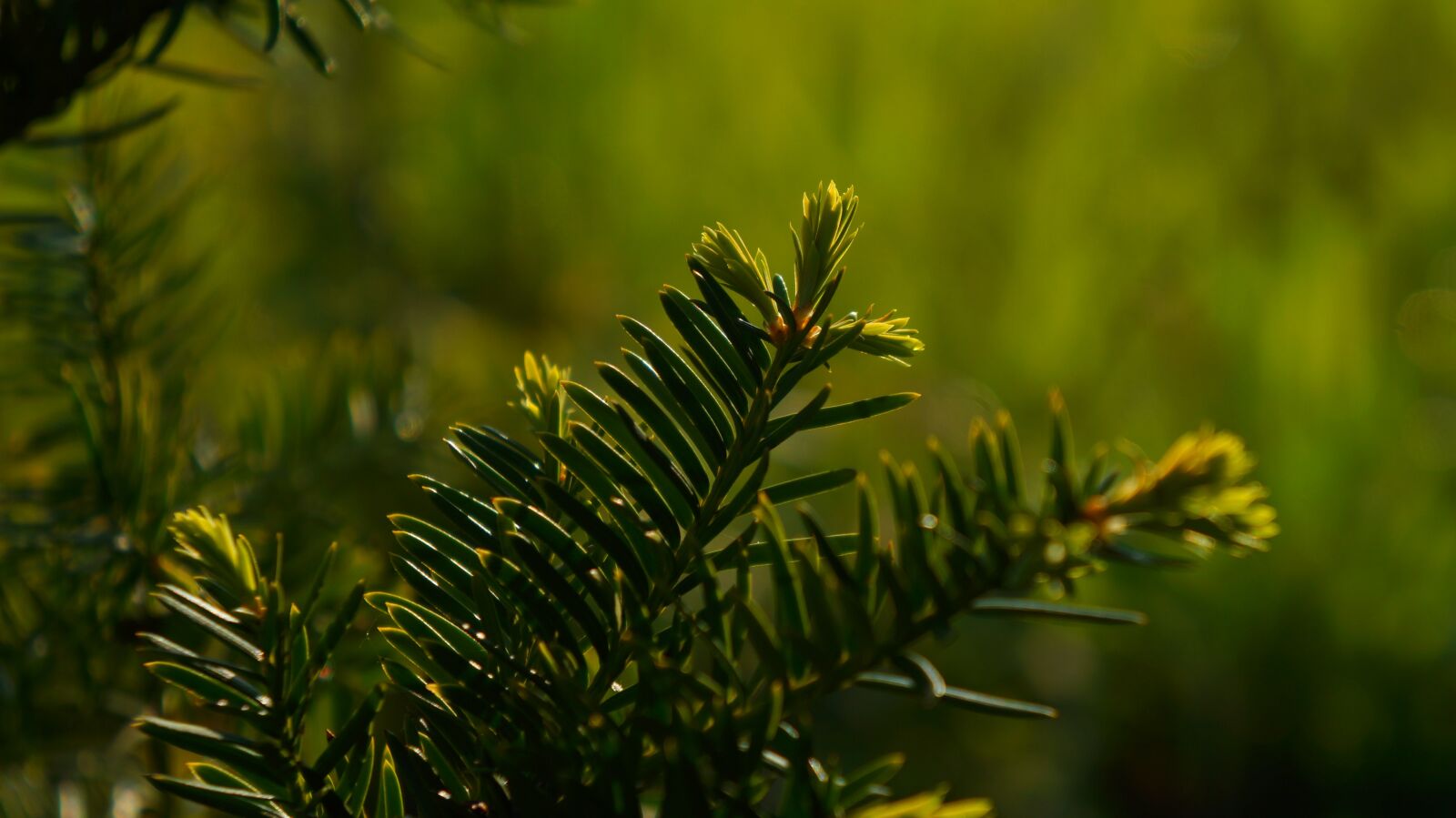 Sony Alpha a3000 sample photo. Nature, plants, green photography