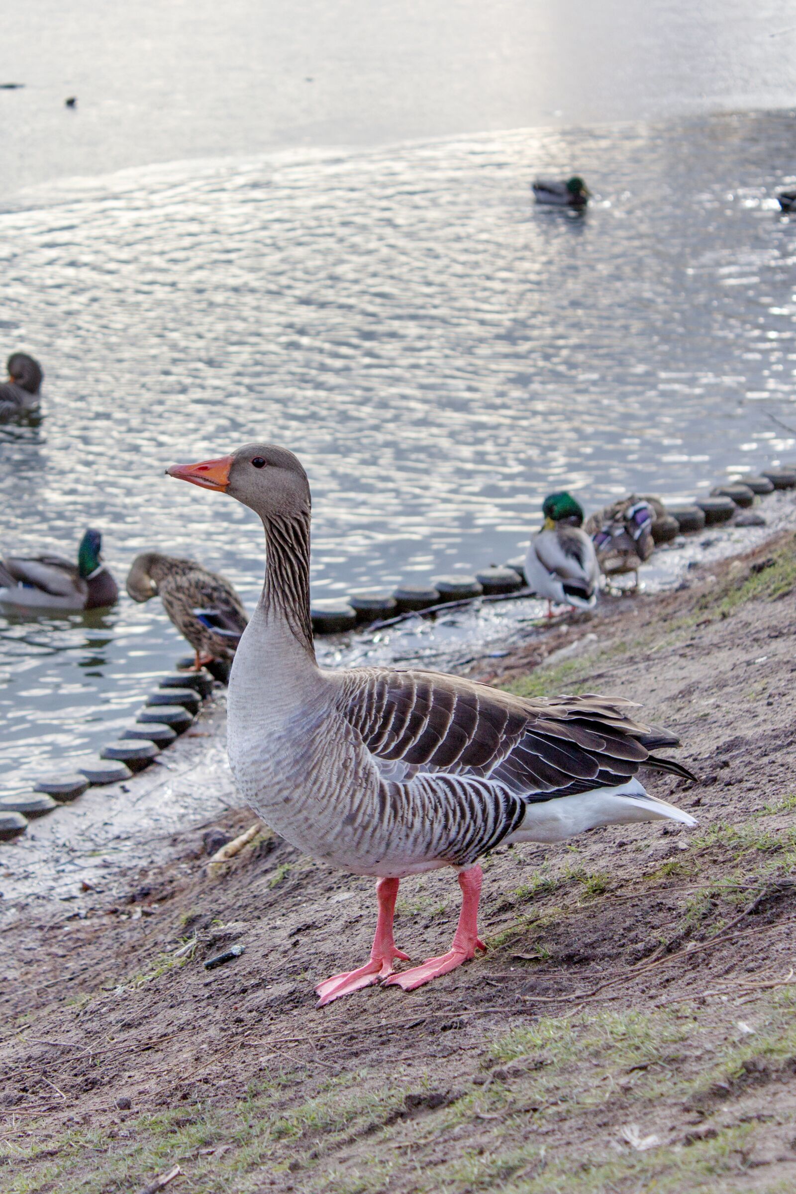 Canon EF-S 18-55mm F3.5-5.6 IS sample photo. Bank, water, wild goose photography