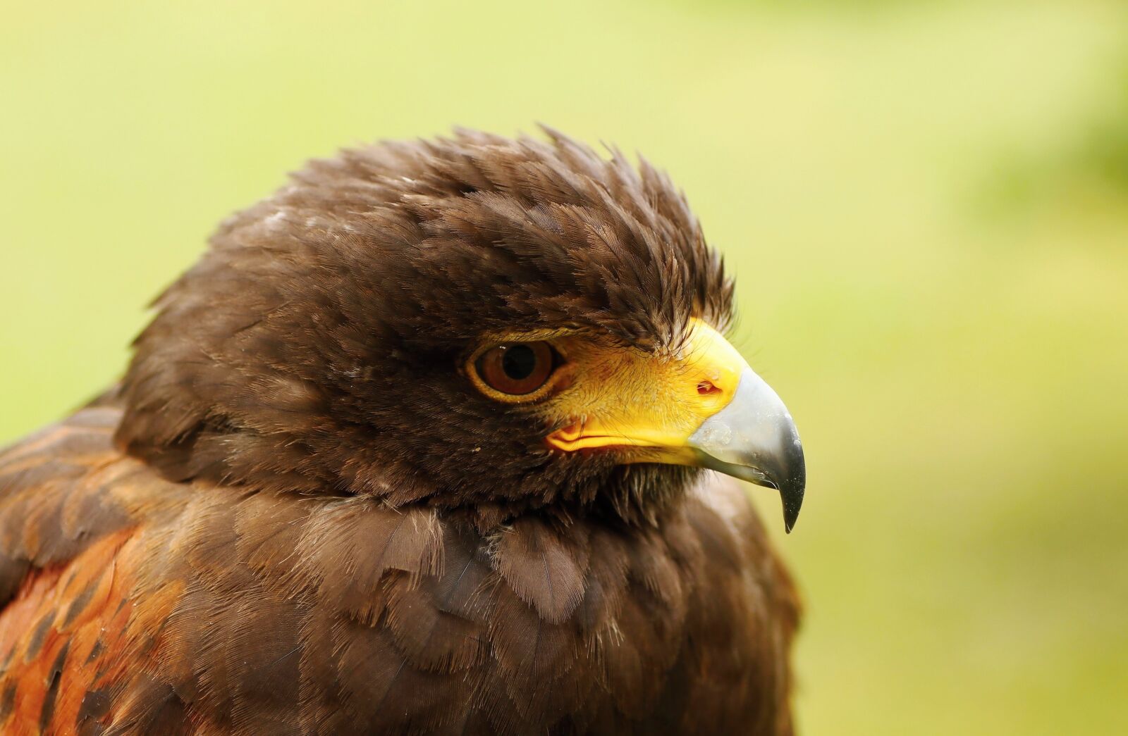 Canon EOS 650D (EOS Rebel T4i / EOS Kiss X6i) sample photo. Buzzard harris, predators, hunter photography