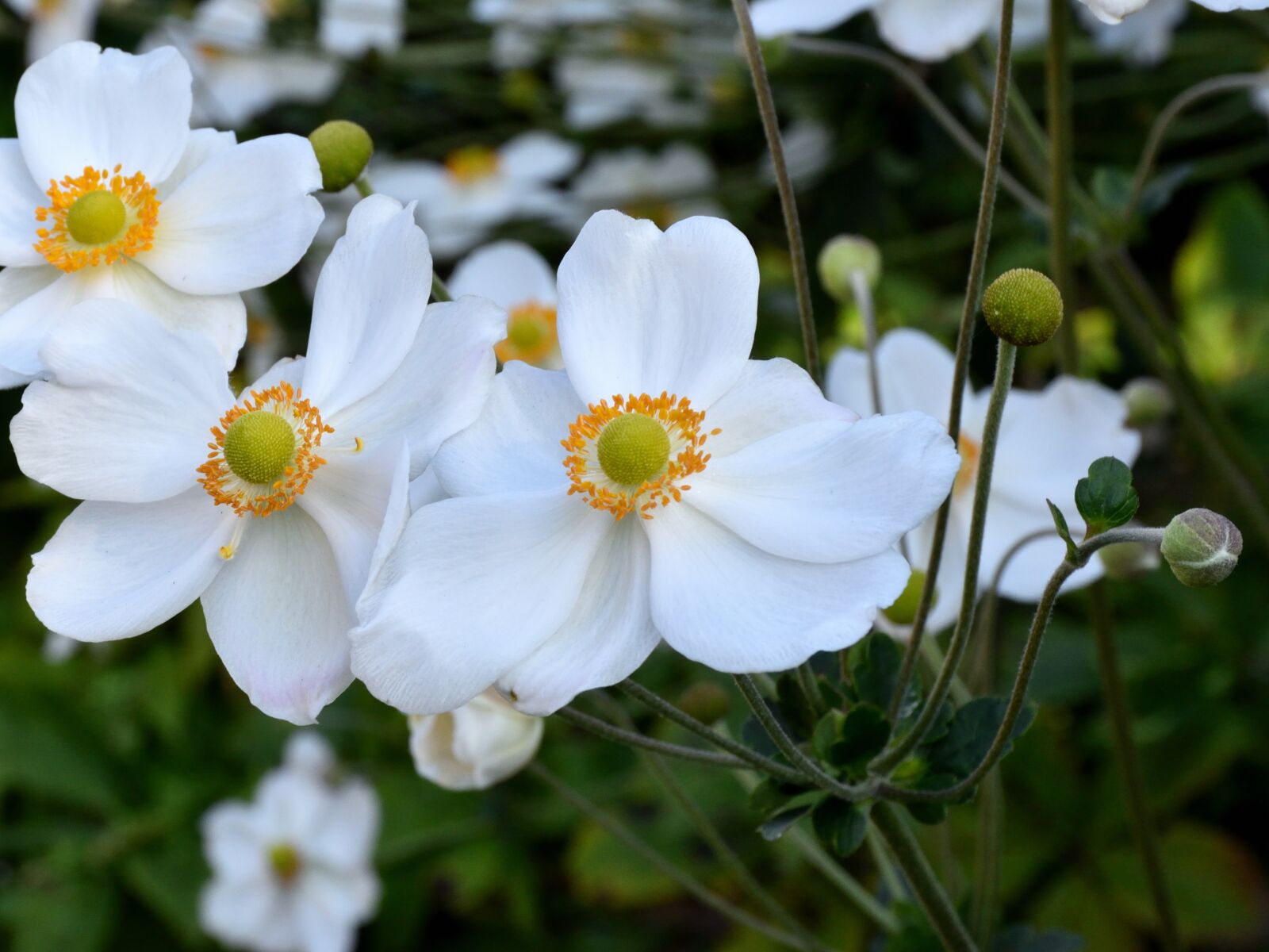 Nikon D5500 sample photo. Blossom, bloom, white photography