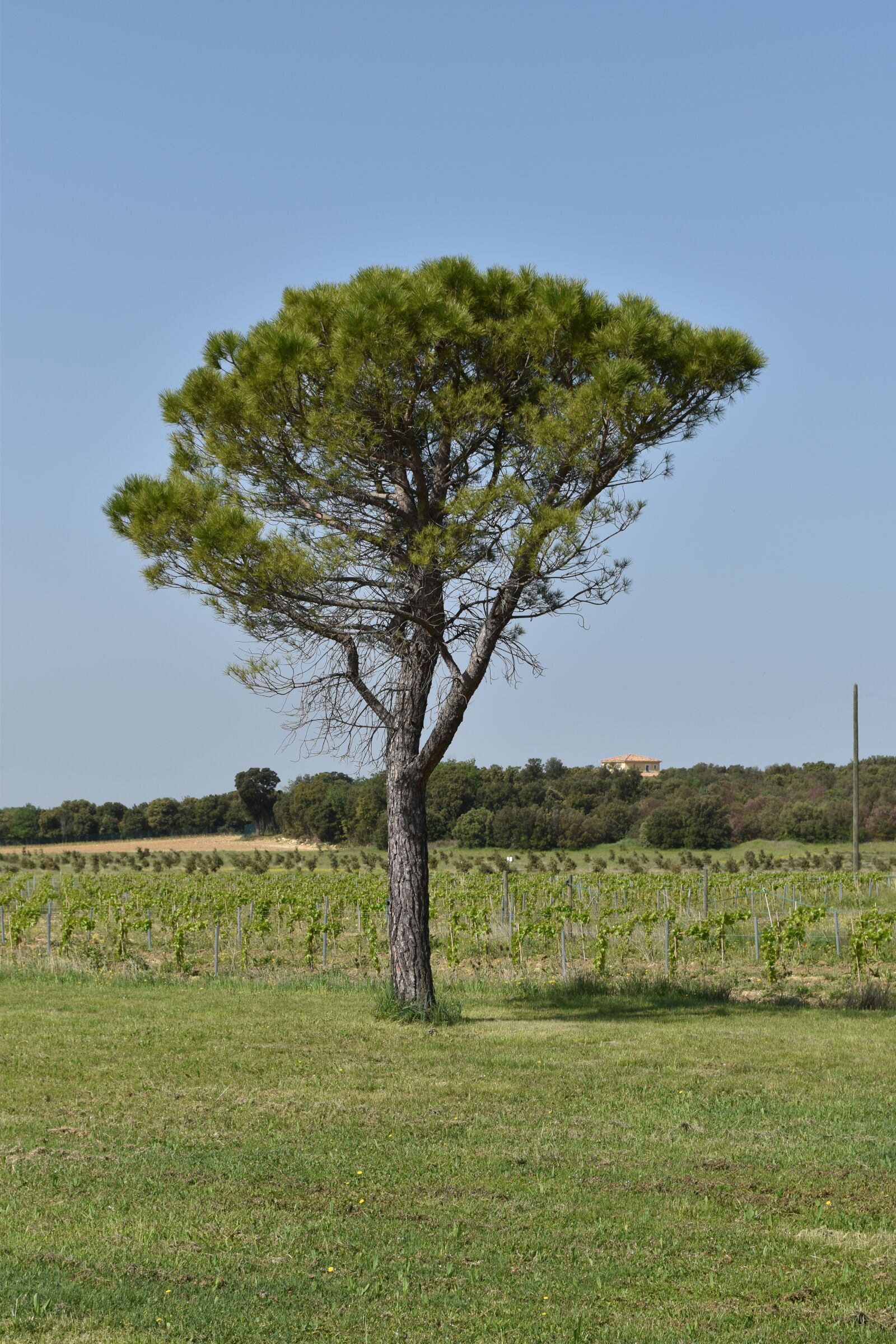 Nikon D5500 sample photo. Tree, nature, landscape photography