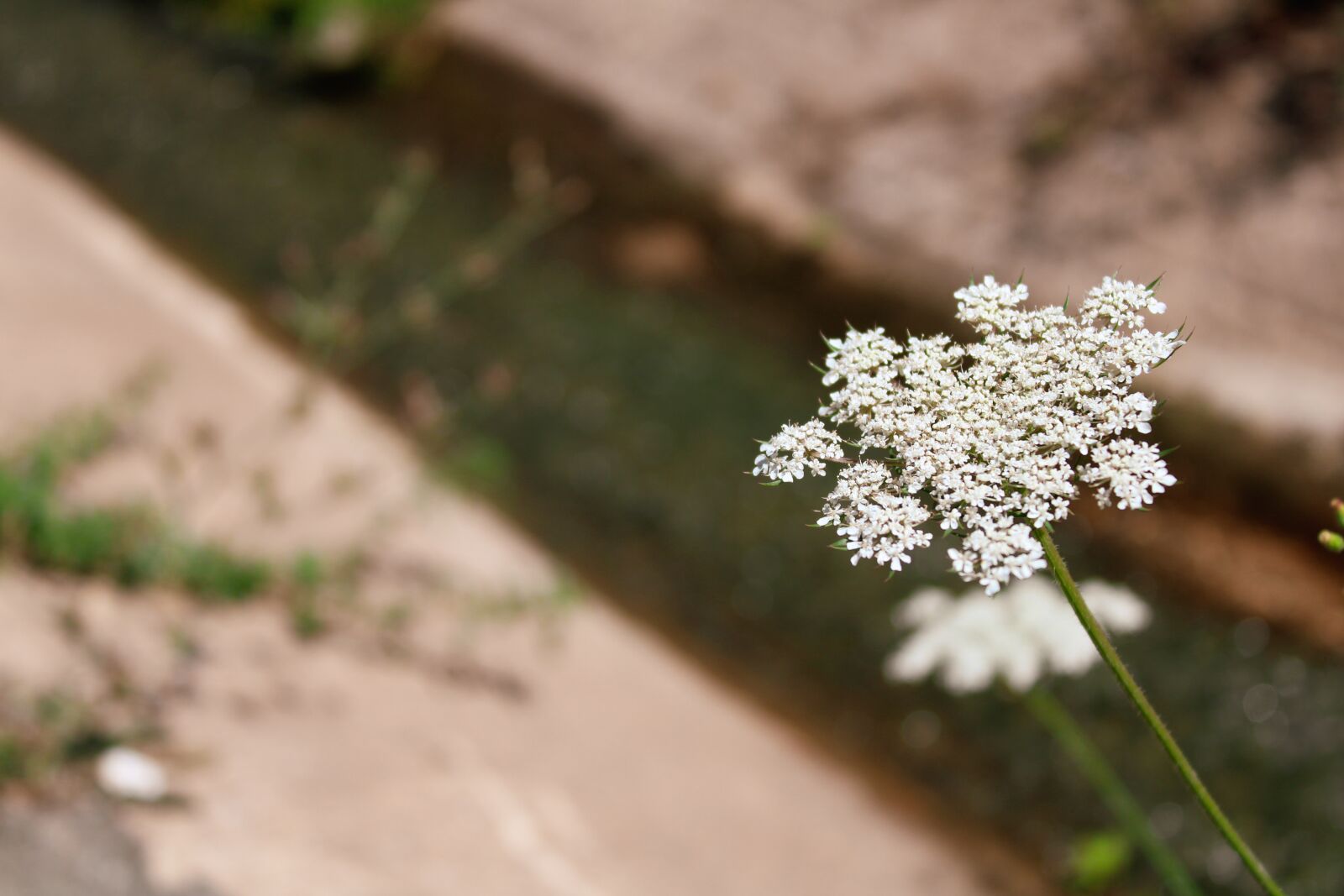 Canon EOS 2000D (EOS Rebel T7 / EOS Kiss X90 / EOS 1500D) sample photo. White flower, wild french photography