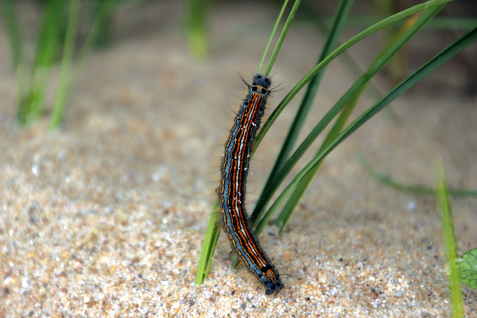 Canon EOS 600D (Rebel EOS T3i / EOS Kiss X5) sample photo. Beach, caterpillar, grass photography