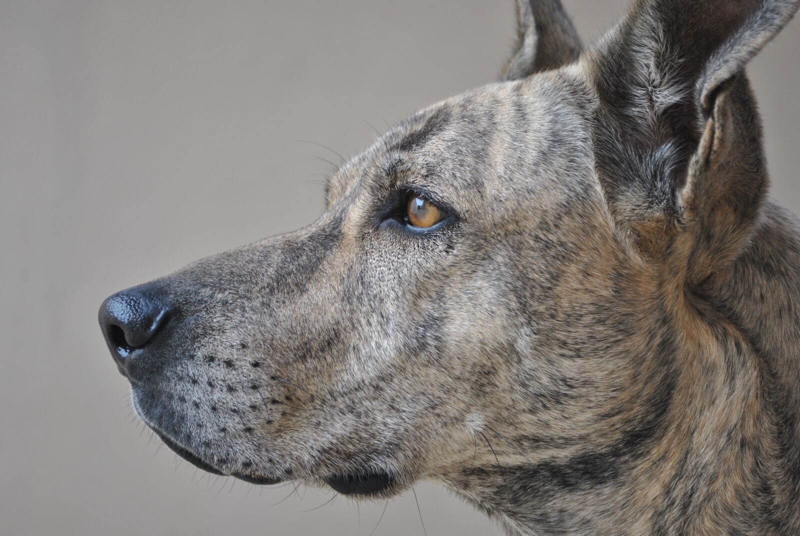 Nikon D3000 sample photo. Animal, dog, my dog photography