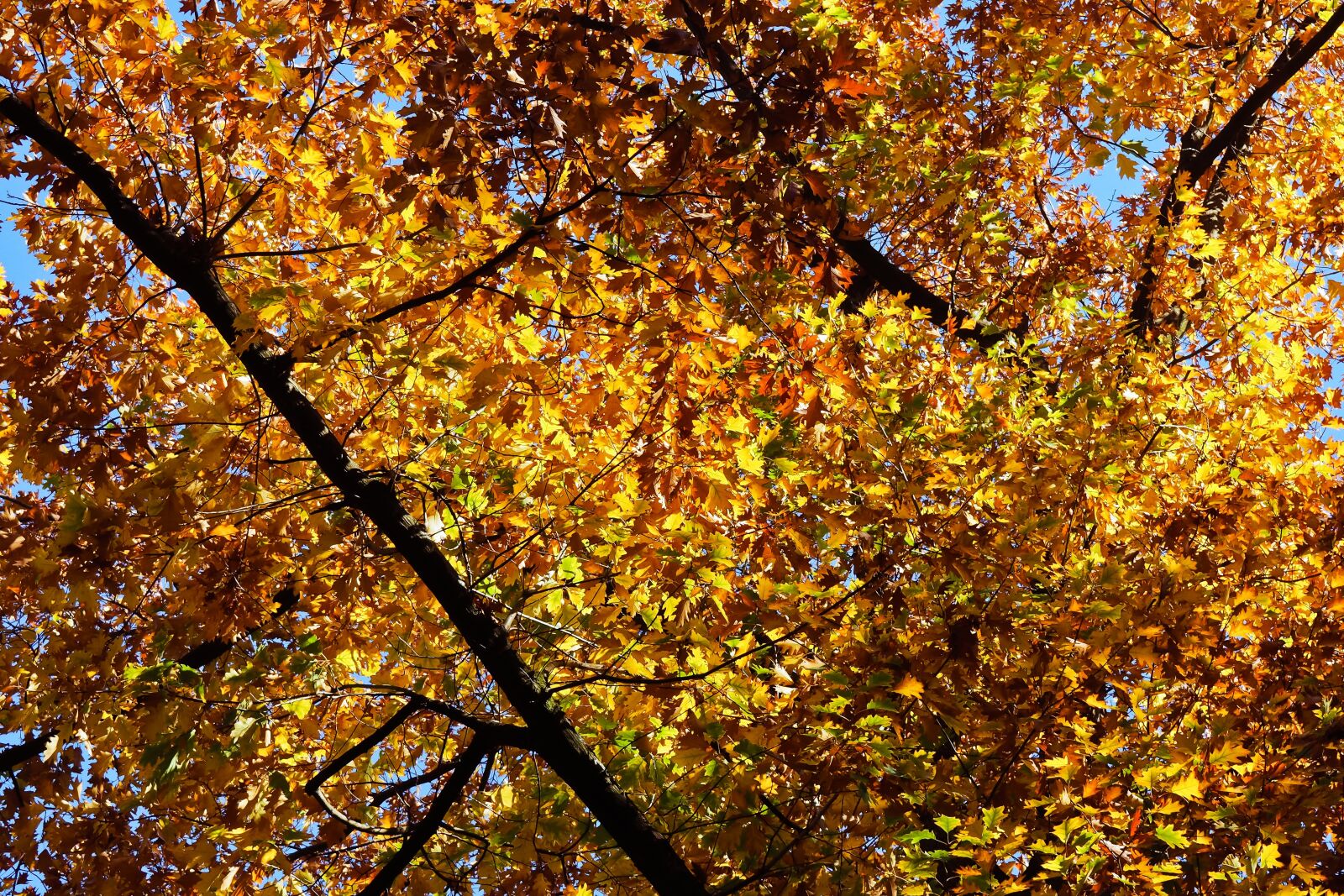Olympus OM-D E-M10 sample photo. Trees, autumn, nature photography