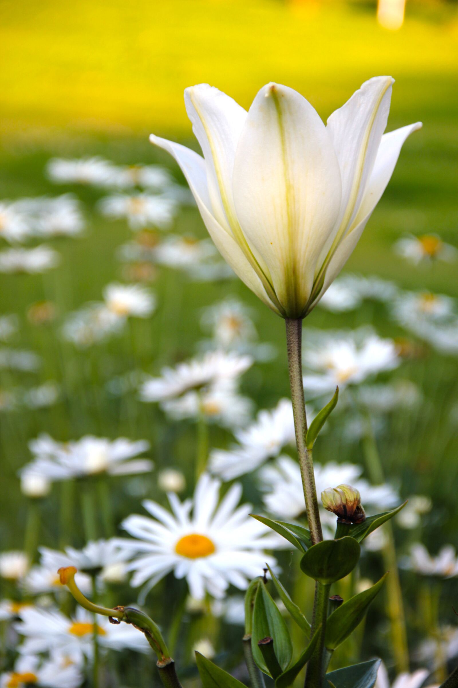 Canon EOS 550D (EOS Rebel T2i / EOS Kiss X4) sample photo. Lily, white, flower photography