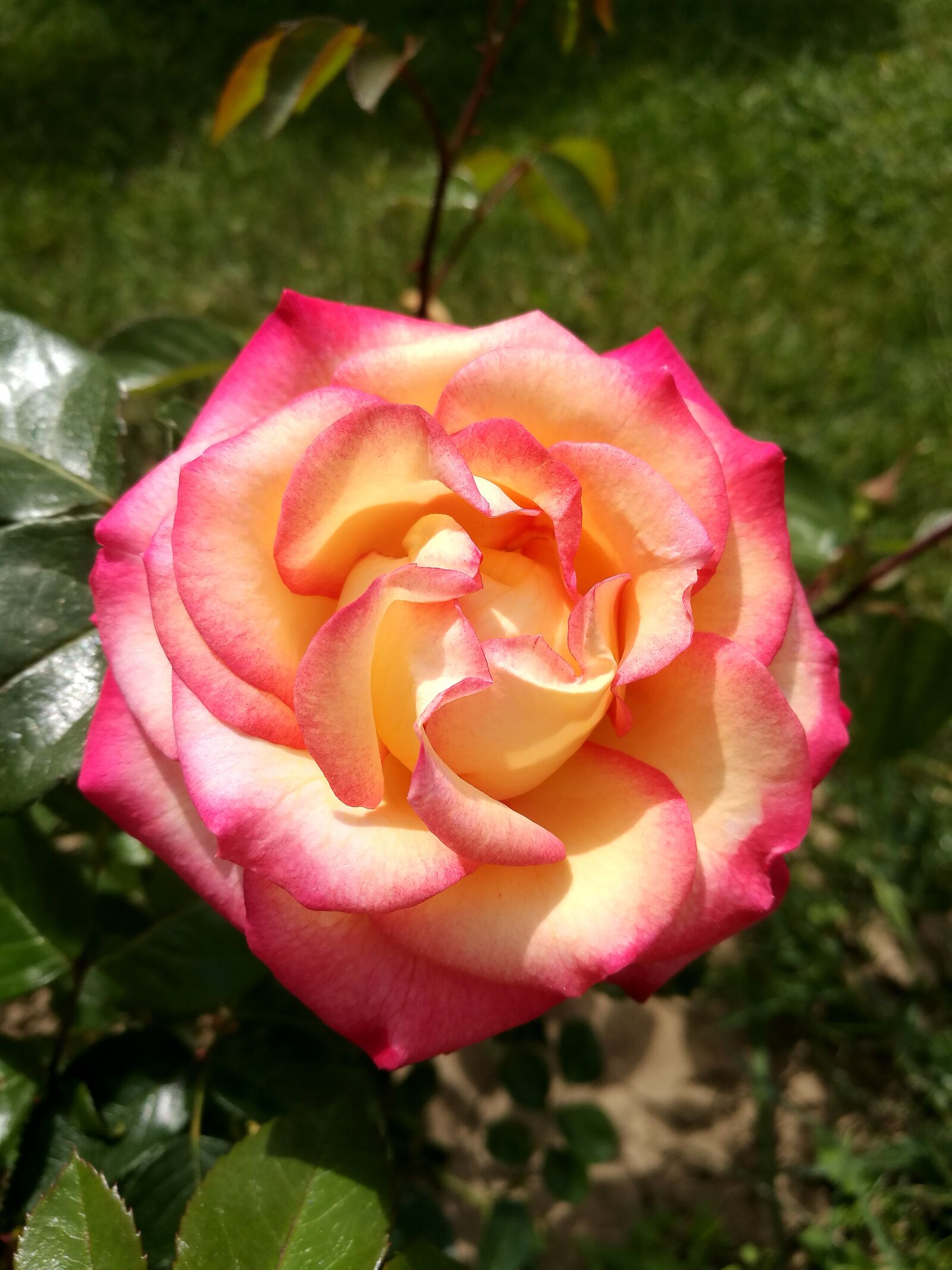 HUAWEI P9 sample photo. Summer, rose, flowers photography