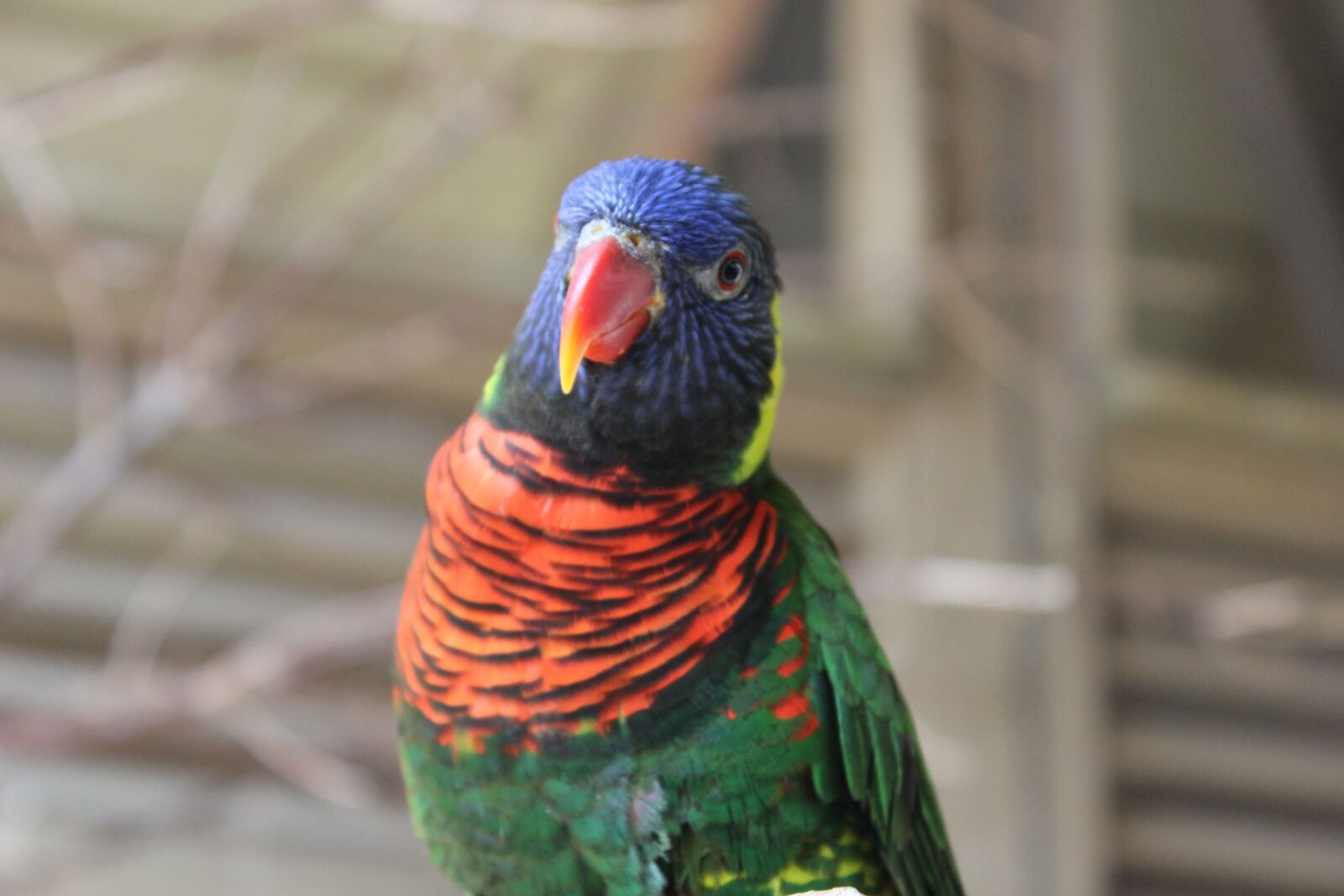 Canon EOS 600D (Rebel EOS T3i / EOS Kiss X5) sample photo. Birds, jungle, animals photography