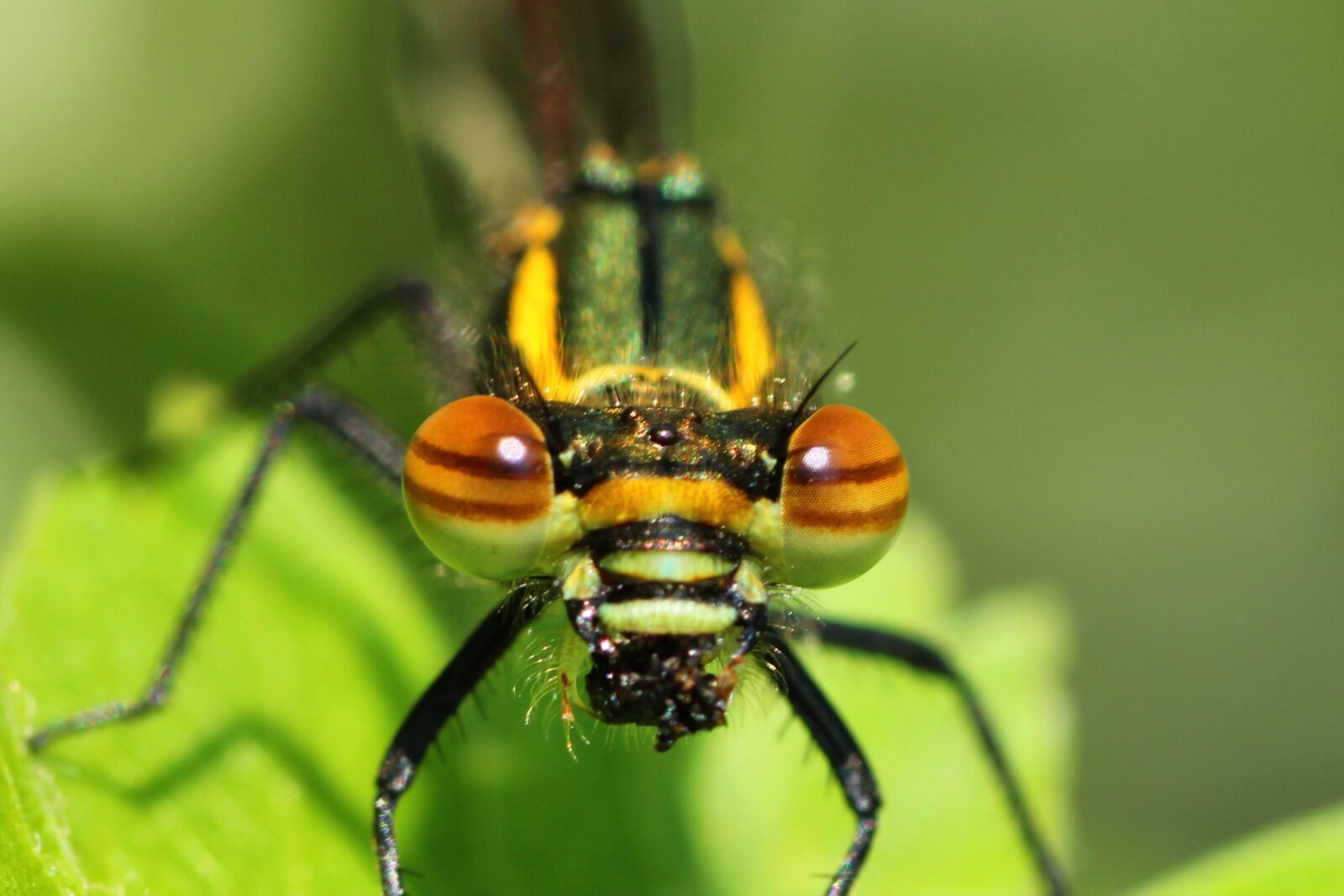 Tamron SP 90mm F2.8 Di VC USD 1:1 Macro sample photo. Dragonfly, early adonis dragonfly photography