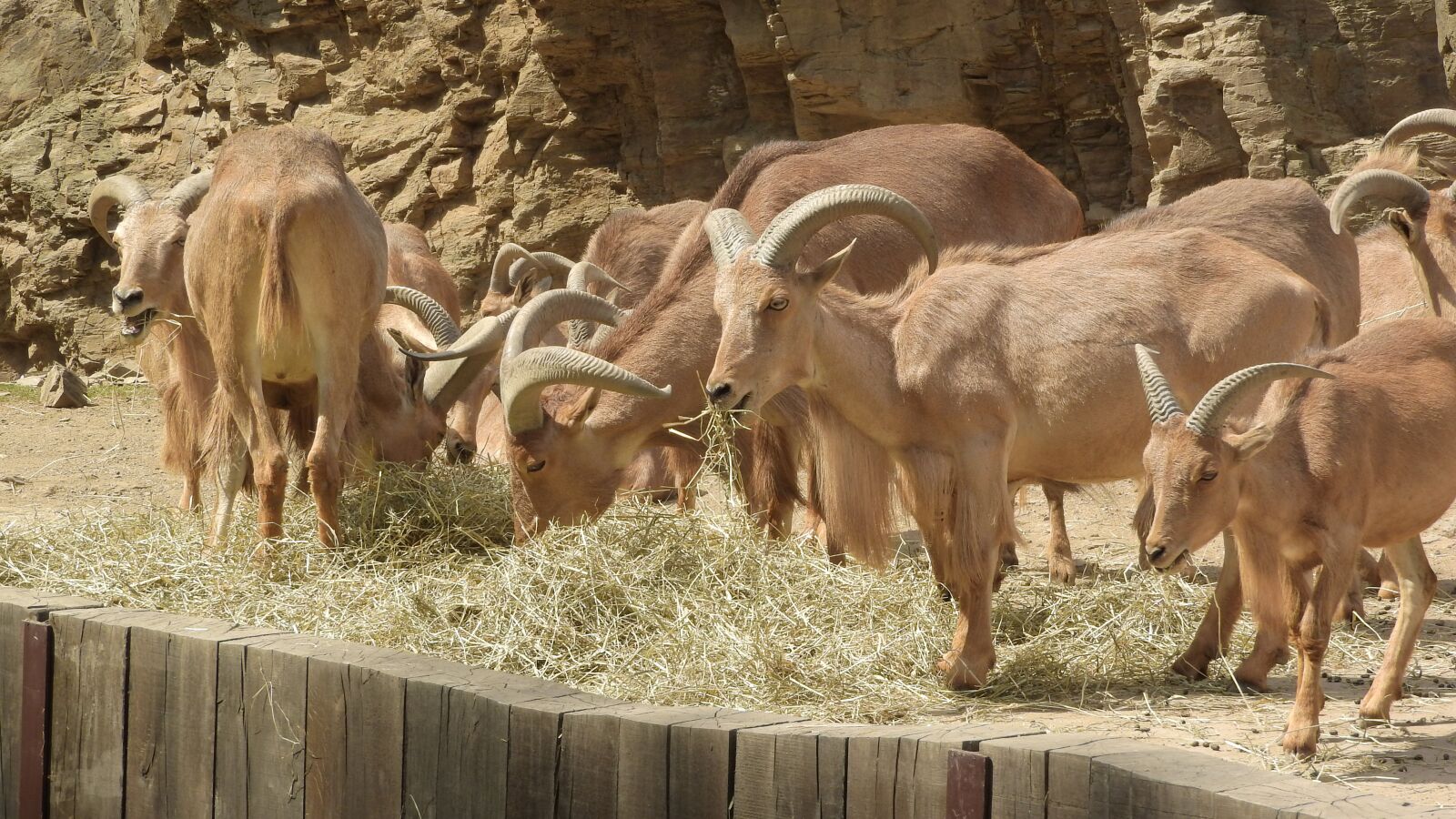 Nikon Coolpix P610 sample photo. Barbary sheep, a flock photography