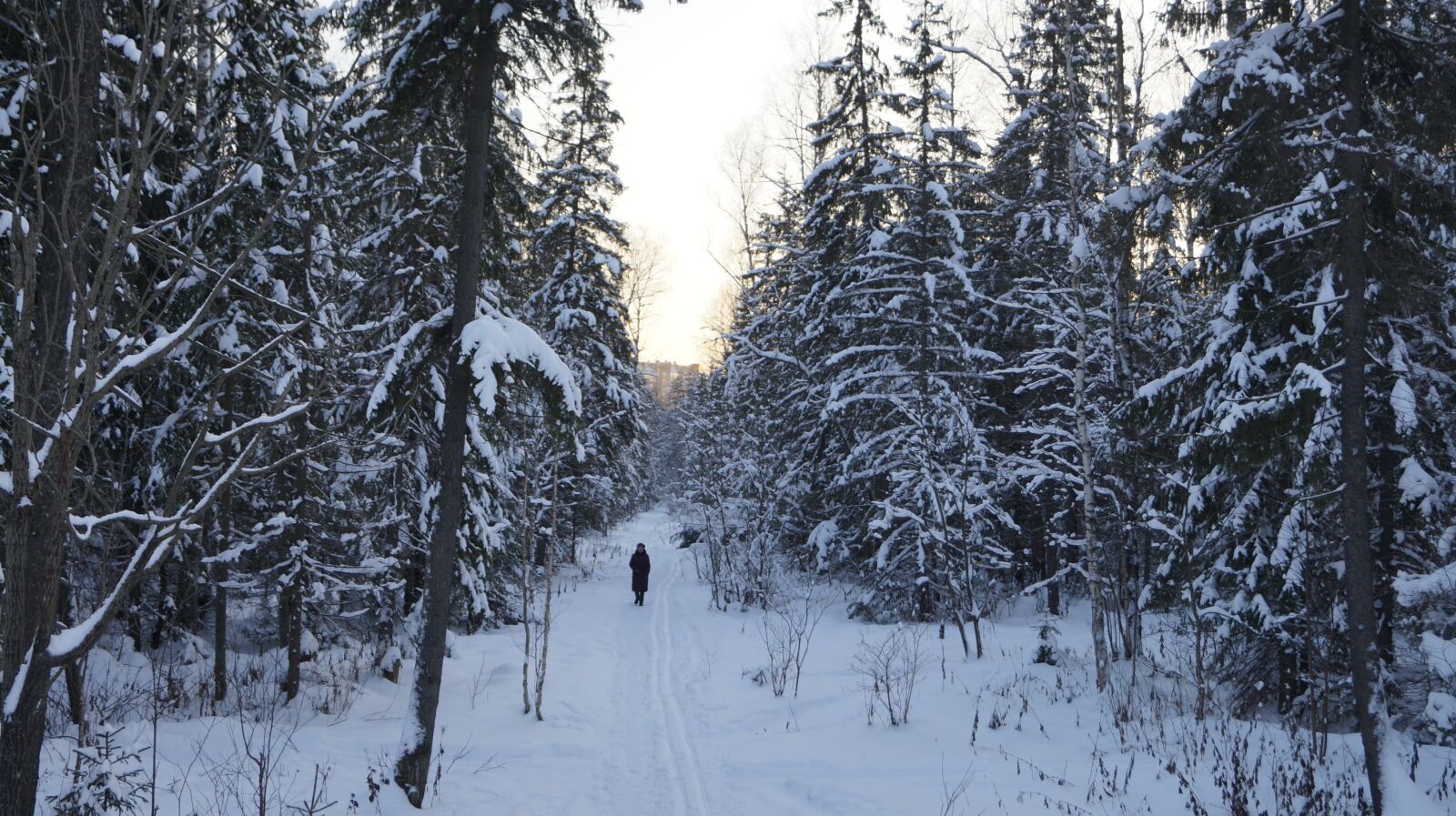 Sony SLT-A57 sample photo. Forest, silence, frost photography