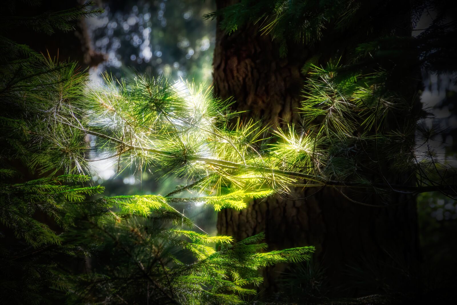 Canon EOS 700D (EOS Rebel T5i / EOS Kiss X7i) sample photo. Branch, pine, forest photography