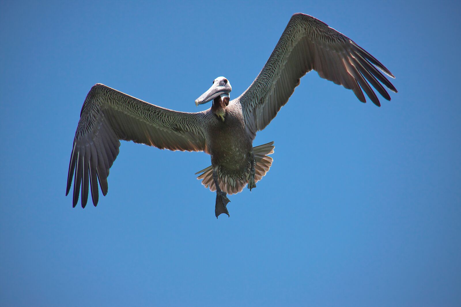 Canon EOS 50D sample photo. Pelikan, florida clearwater beach photography